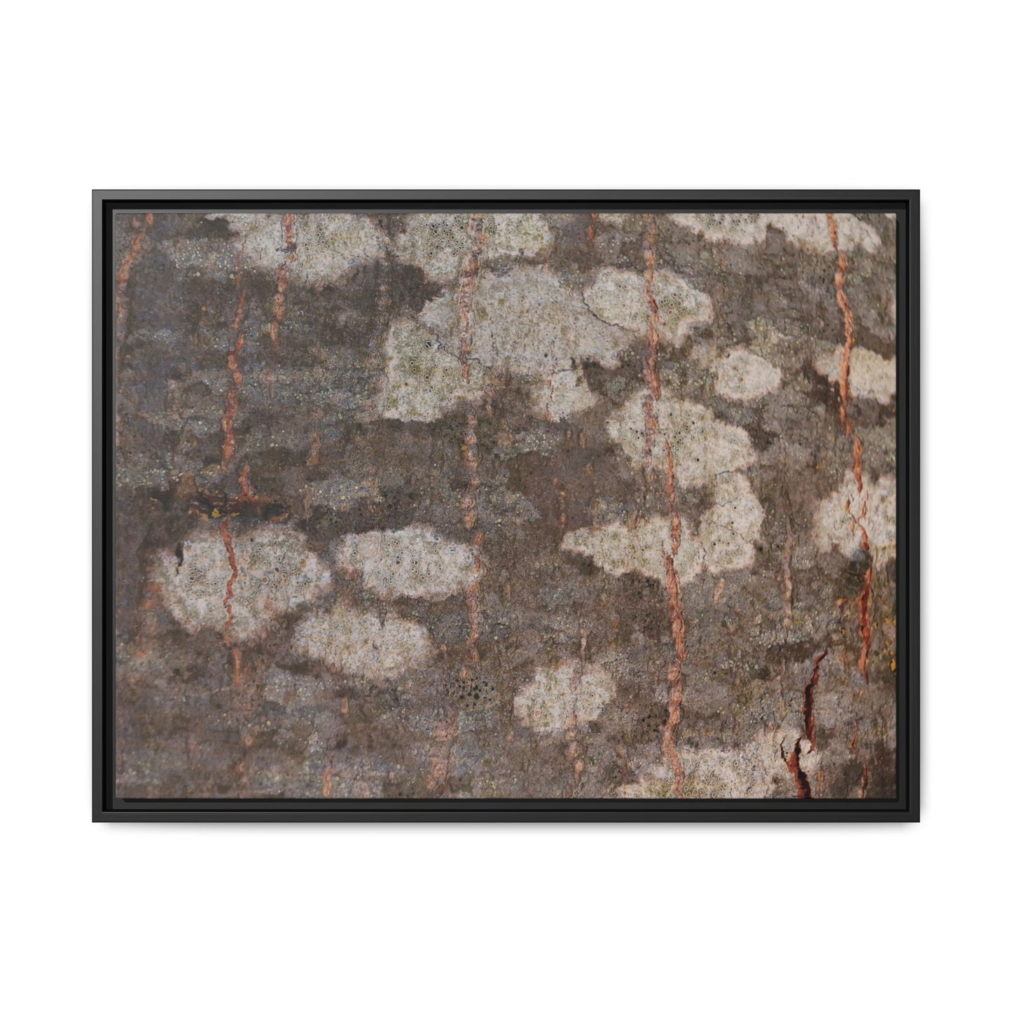 Lichen's Legacy - Unique Stretched Canvas Wall Art