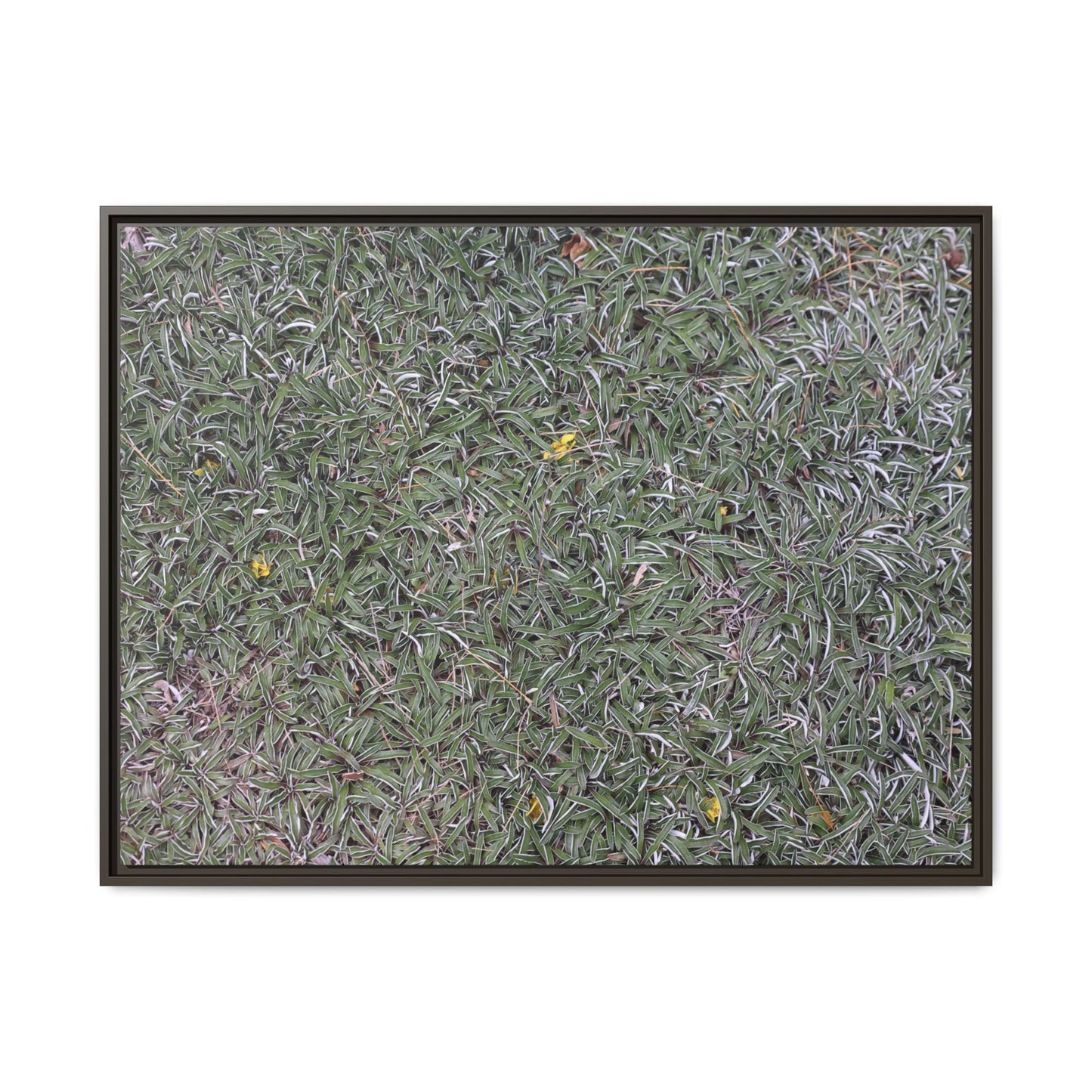 Grassy Texture - Unique Stretched Canvas Wall Art