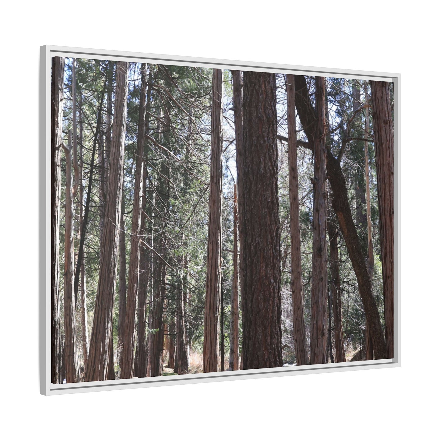 Forest Cathedral - Unique Stretched Canvas Wall Art