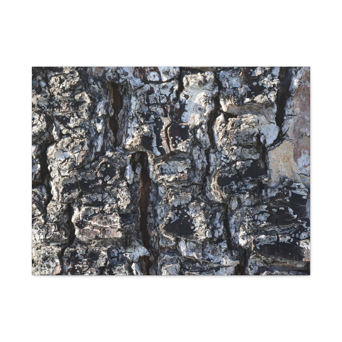 Textured Whispers of the Ancient Tree - Unique Frameless Canvas Wall Art