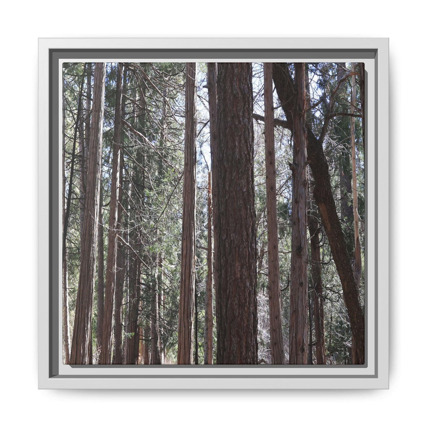 Forest Cathedral - Unique Stretched Canvas Wall Art