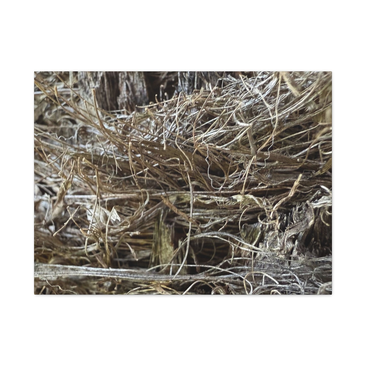 Whispers in Dry Grass - Unique Frameless Canvas Wall Art