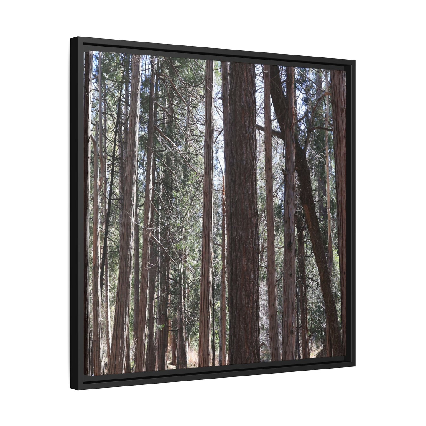 Forest Cathedral - Unique Stretched Canvas Wall Art