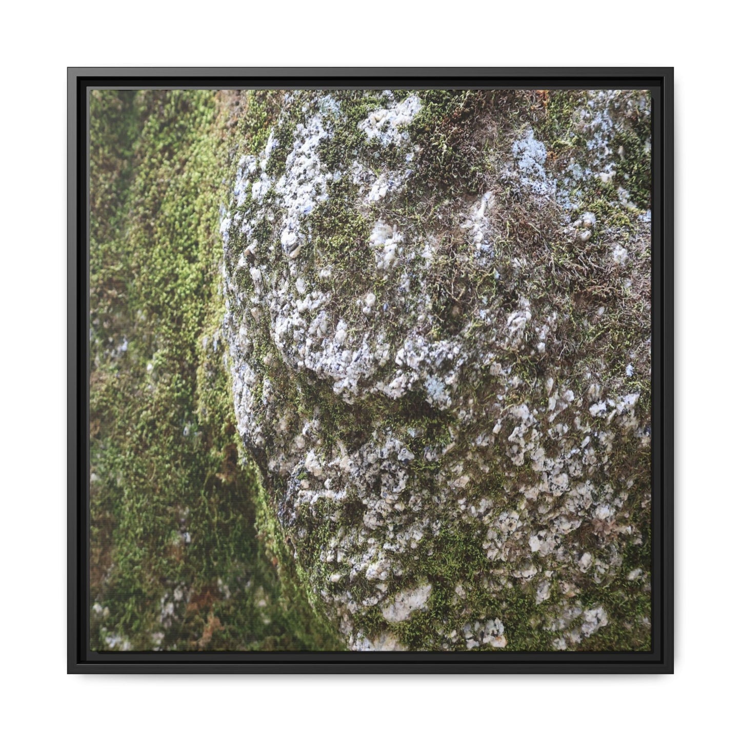 Lichen Landscape - Unique Stretched Canvas Wall Art