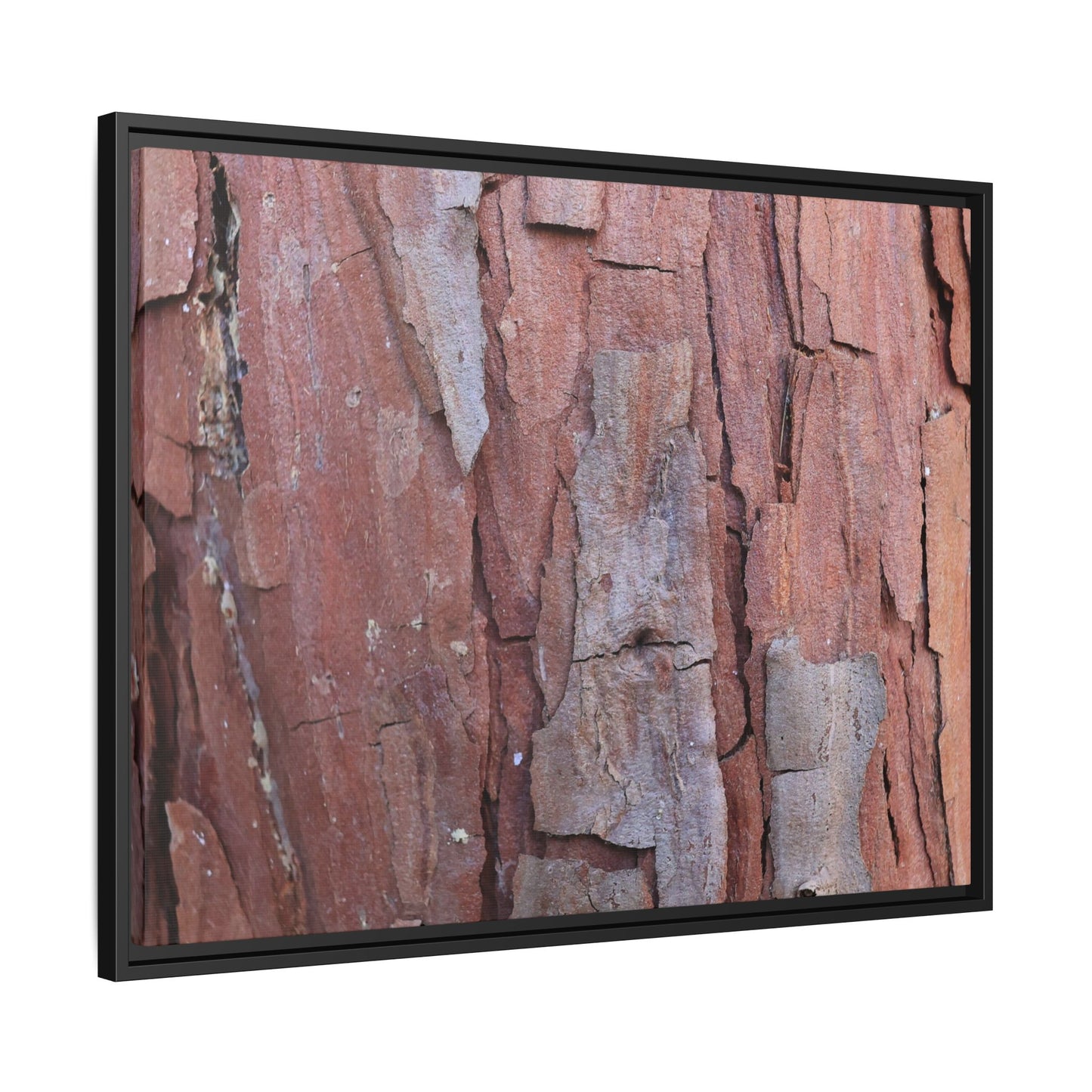 Peeling Bark - Unique Stretched Canvas Wall Art