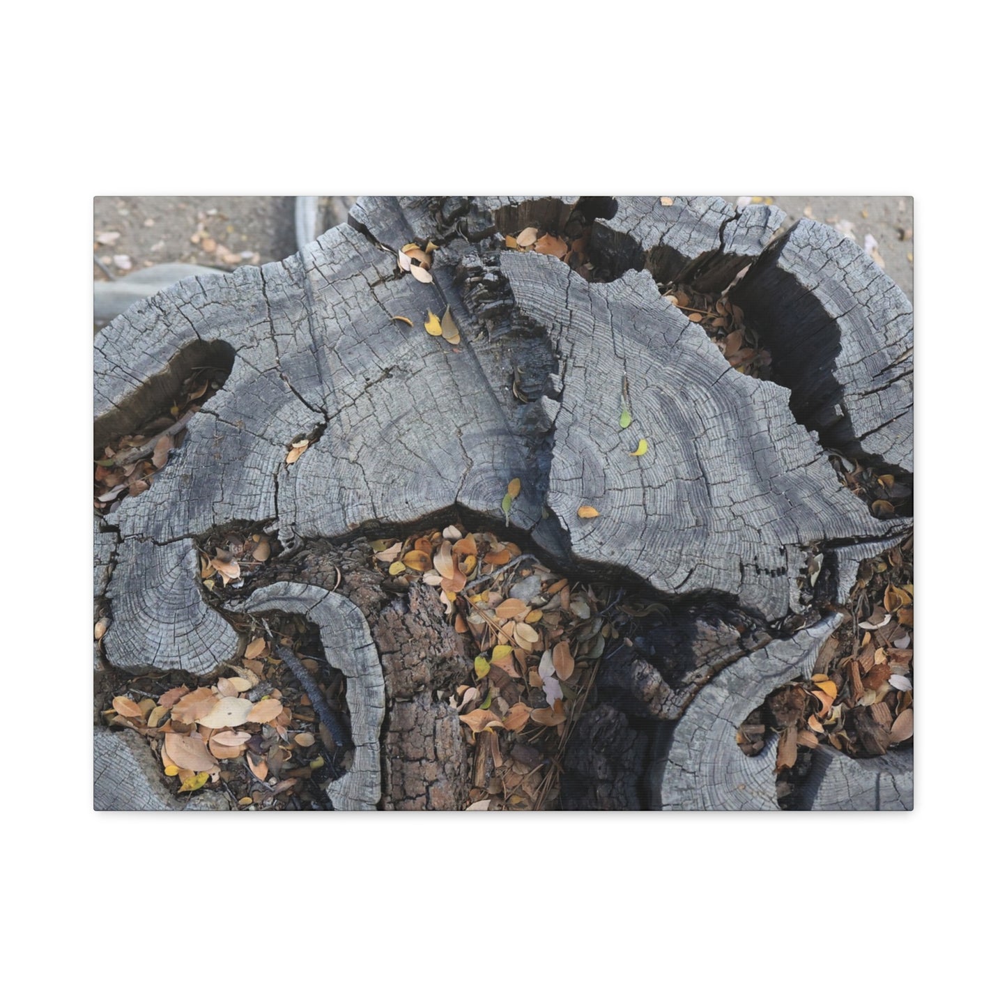 Weathered Woodland Whispers - Unique Frameless Canvas Wall Art