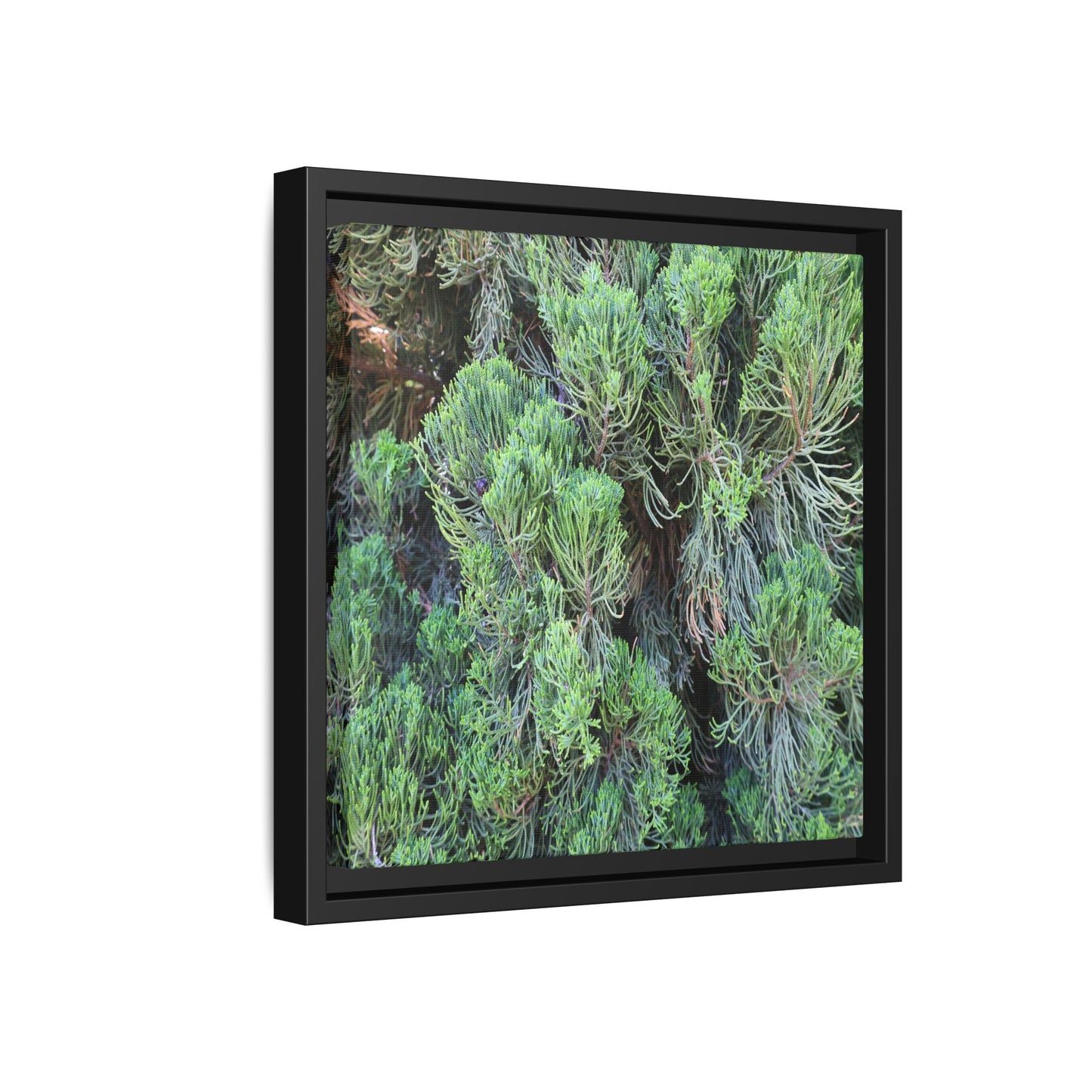 Verdant Whispers - Unique Stretched Canvas Wall Art