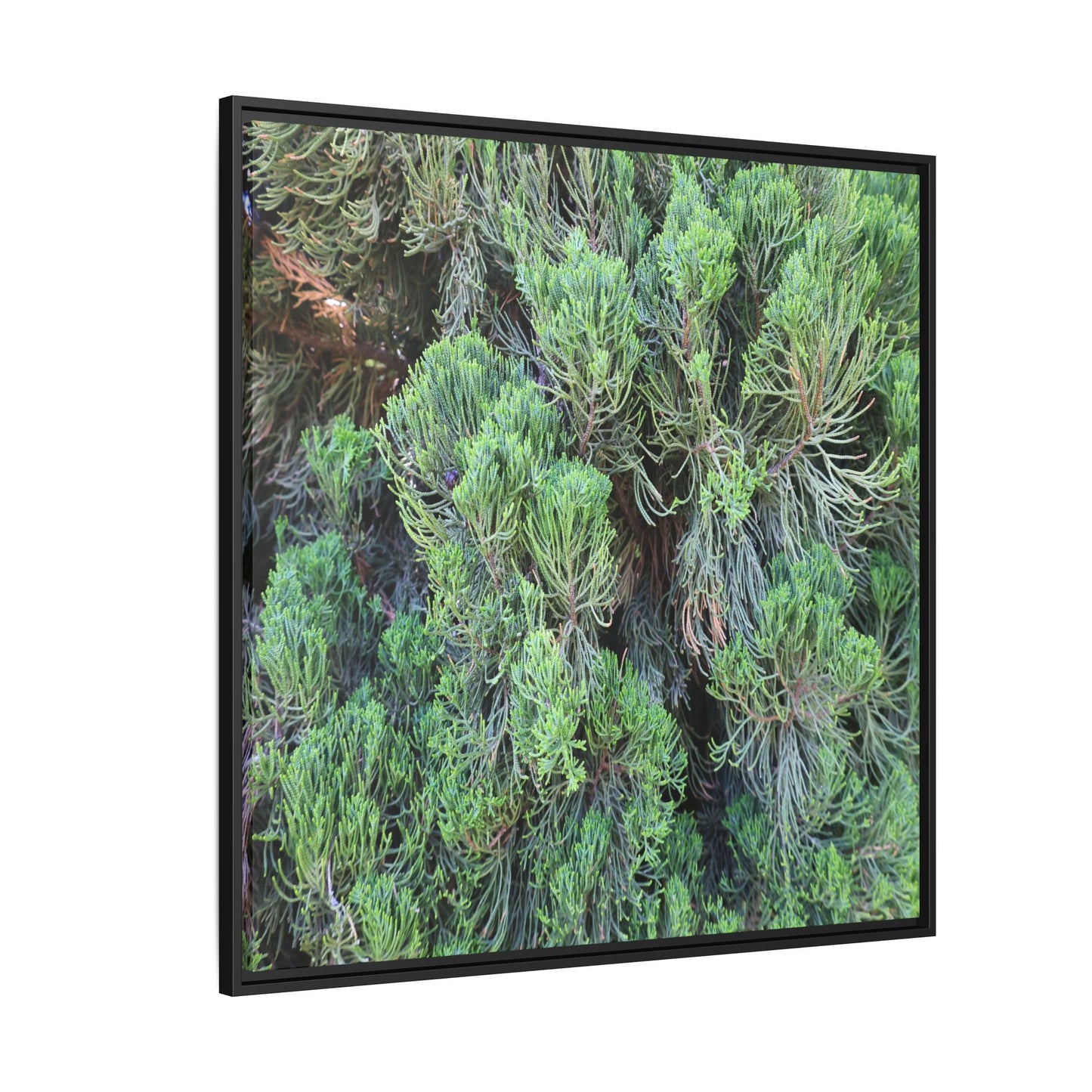 Verdant Whispers - Unique Stretched Canvas Wall Art