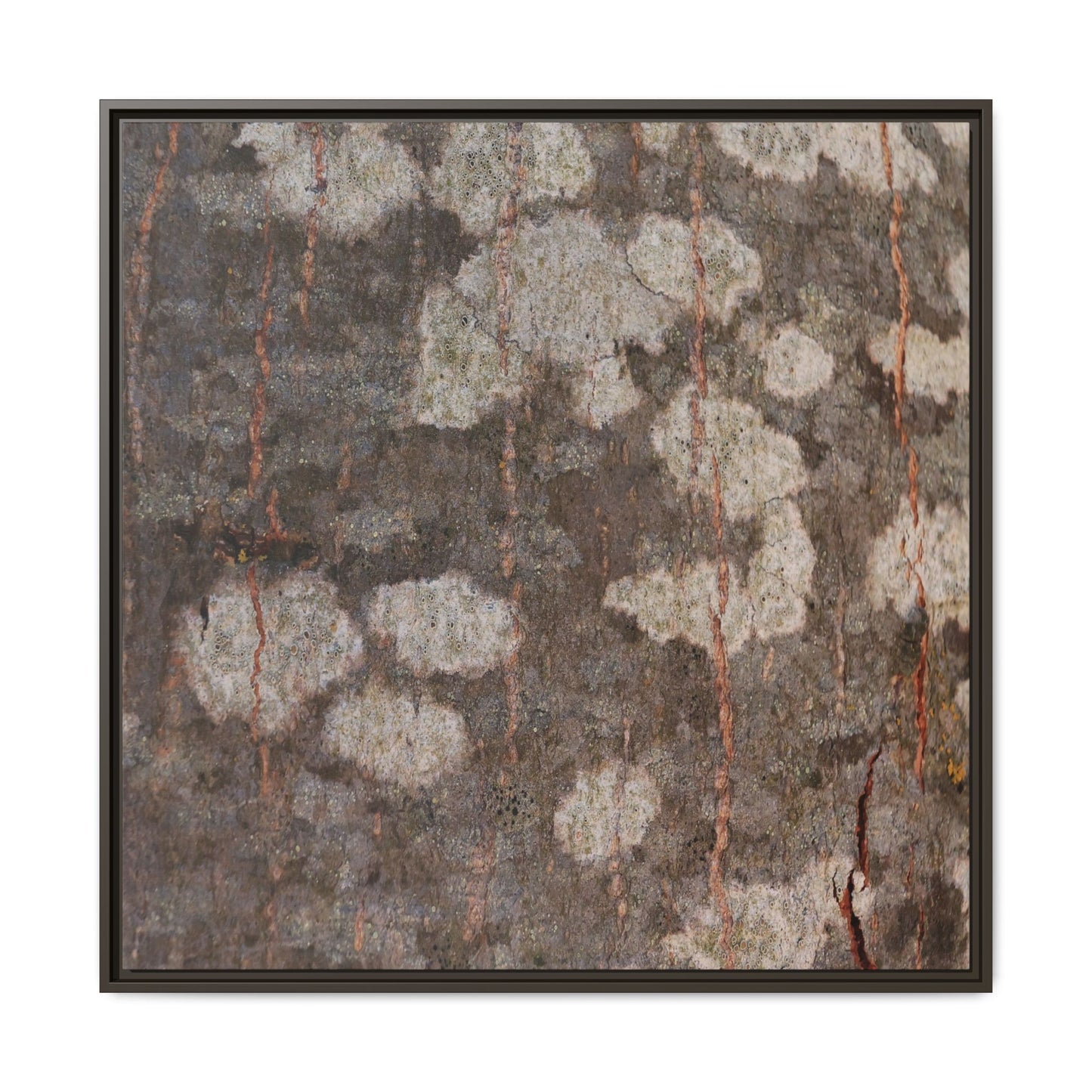 Lichen's Legacy - Unique Stretched Canvas Wall Art