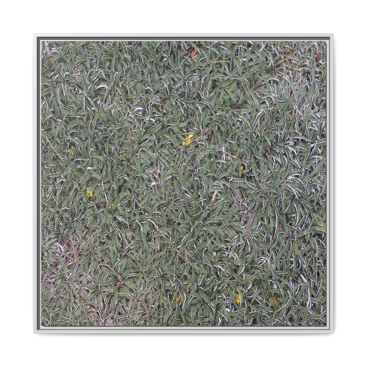 Grassy Texture - Unique Stretched Canvas Wall Art