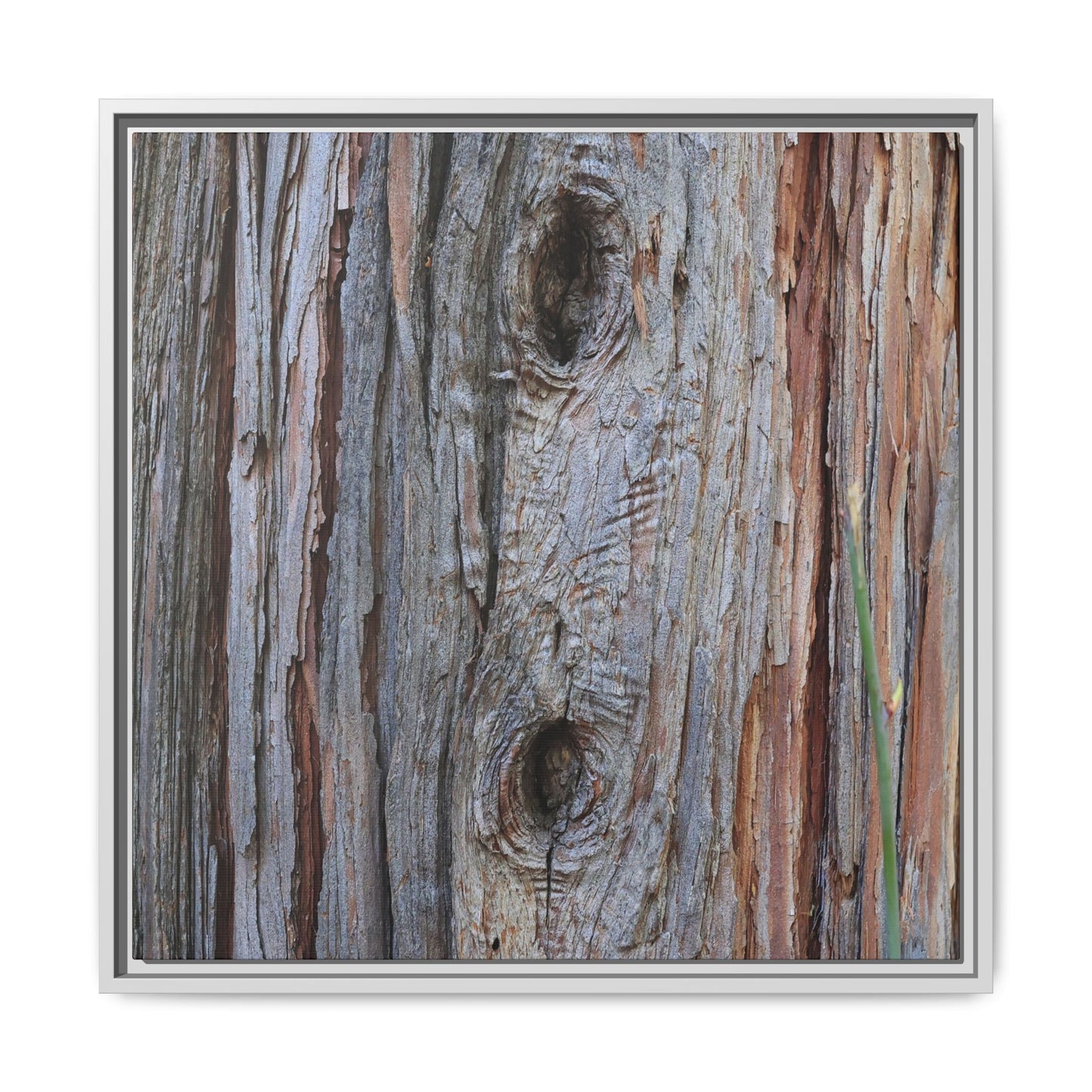 Knotty Nature - Unique Stretched Canvas Wall Art