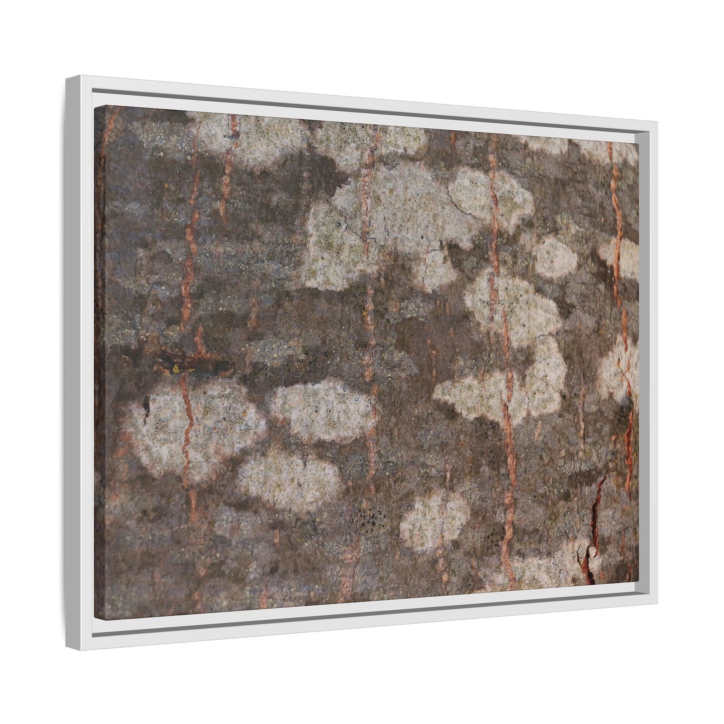 Lichen's Legacy - Unique Stretched Canvas Wall Art