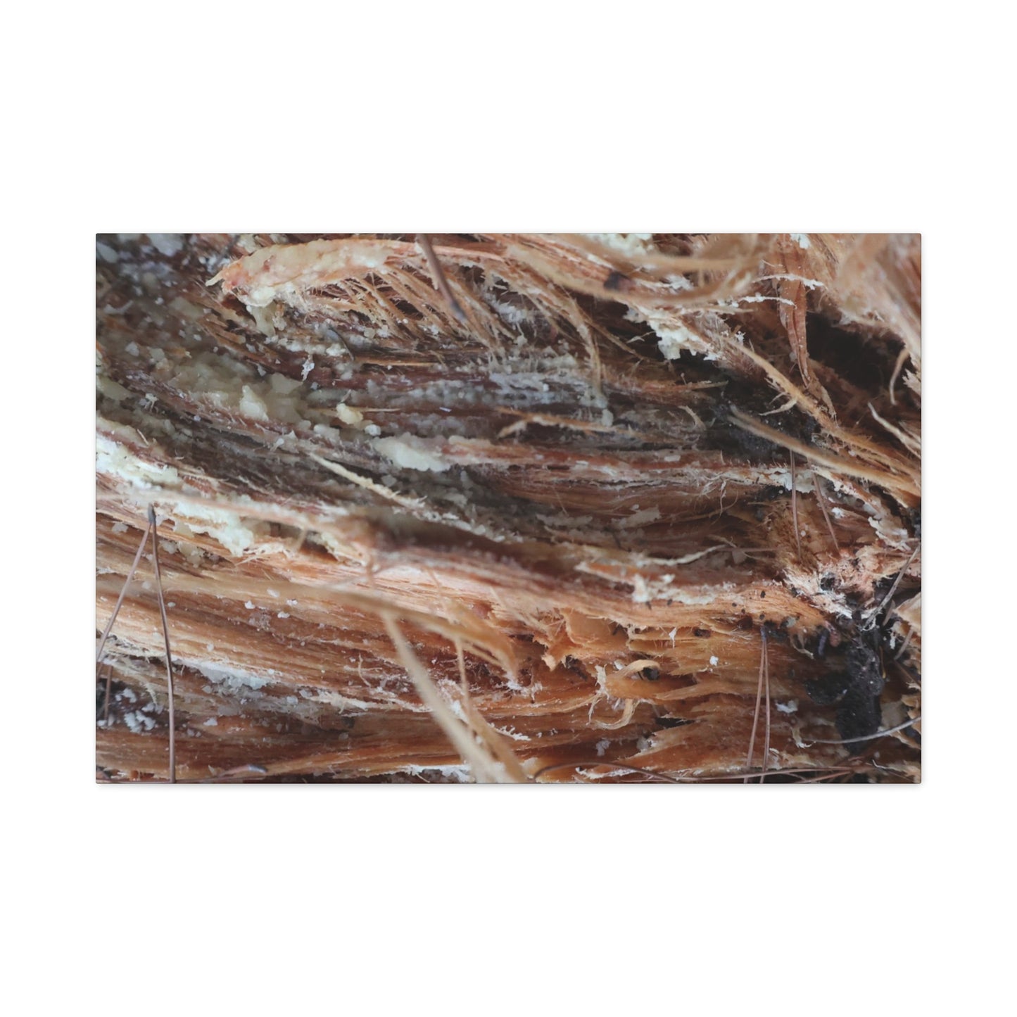 Decaying Whispers - Unique Frameless Canvas Wall Art