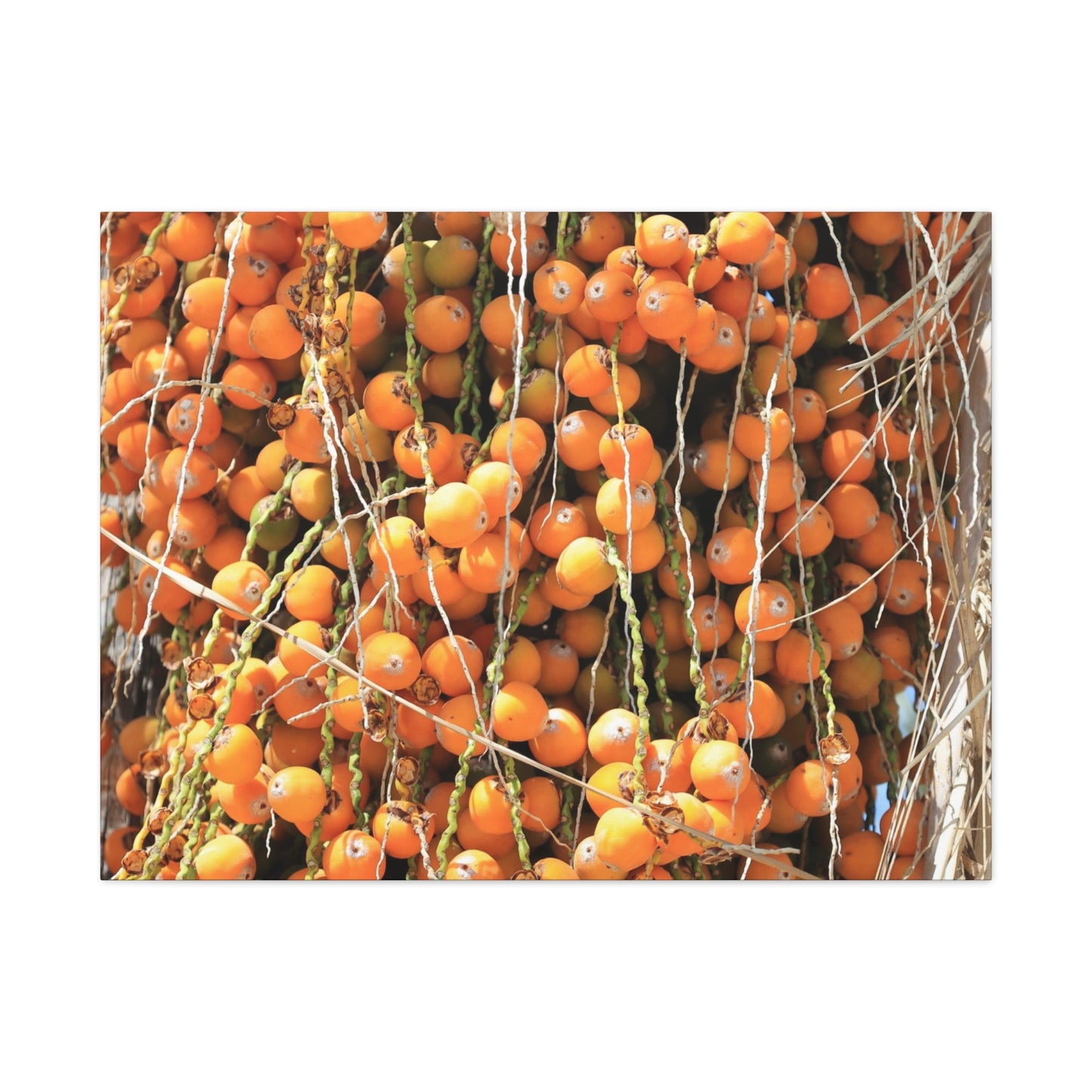 Orange Harvest - Unique Frameless Canvas Wall Art
