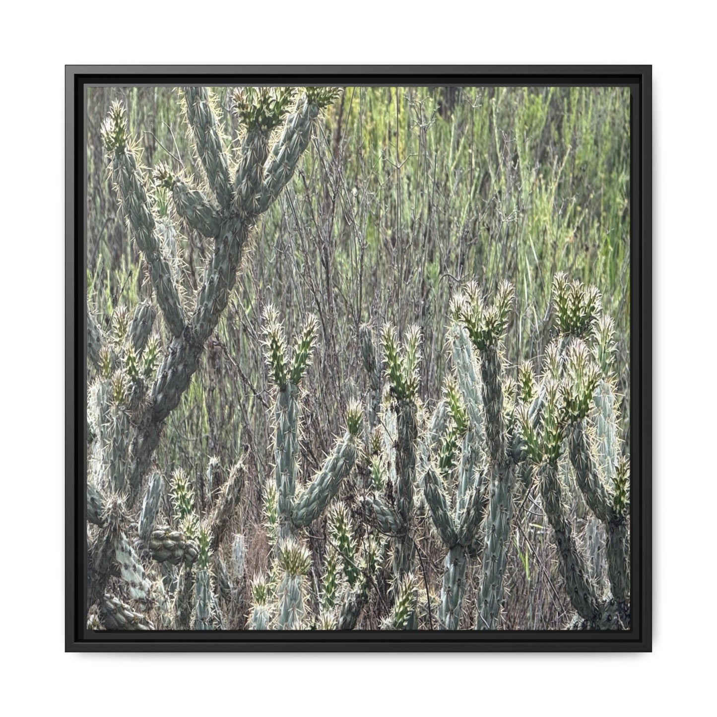 Prickly Paradise - Unique Stretched Canvas Wall Art