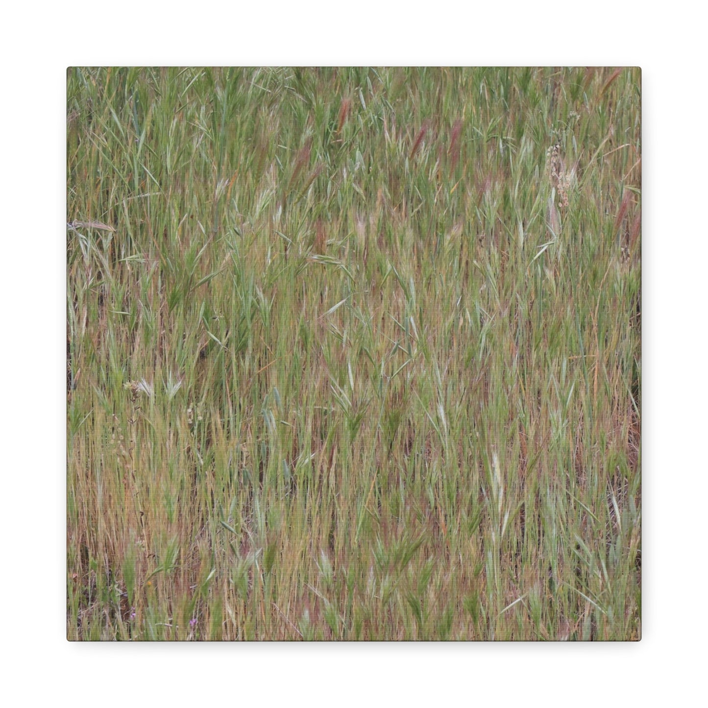 Whispers of the Prairie - Unique Frameless Canvas Wall Art