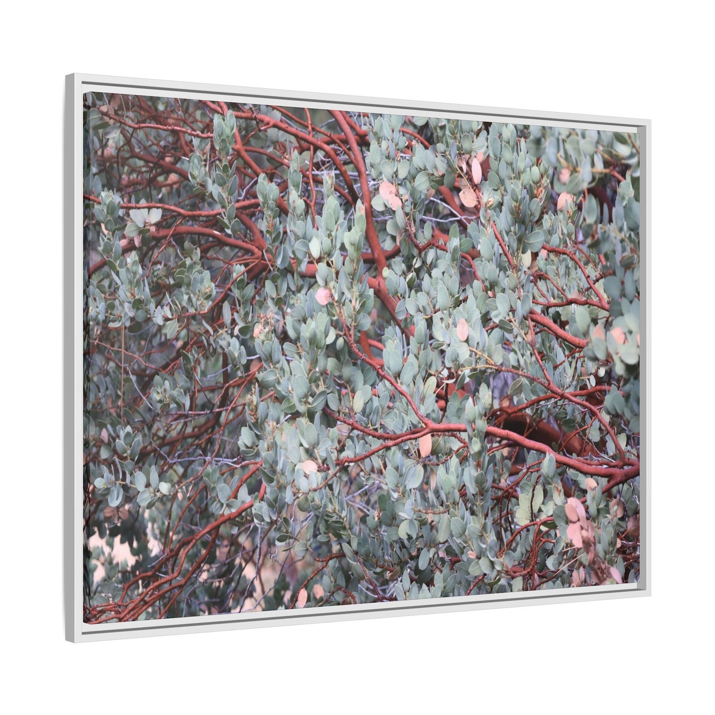 Whispers of Sage - Unique Stretched Canvas Wall Art