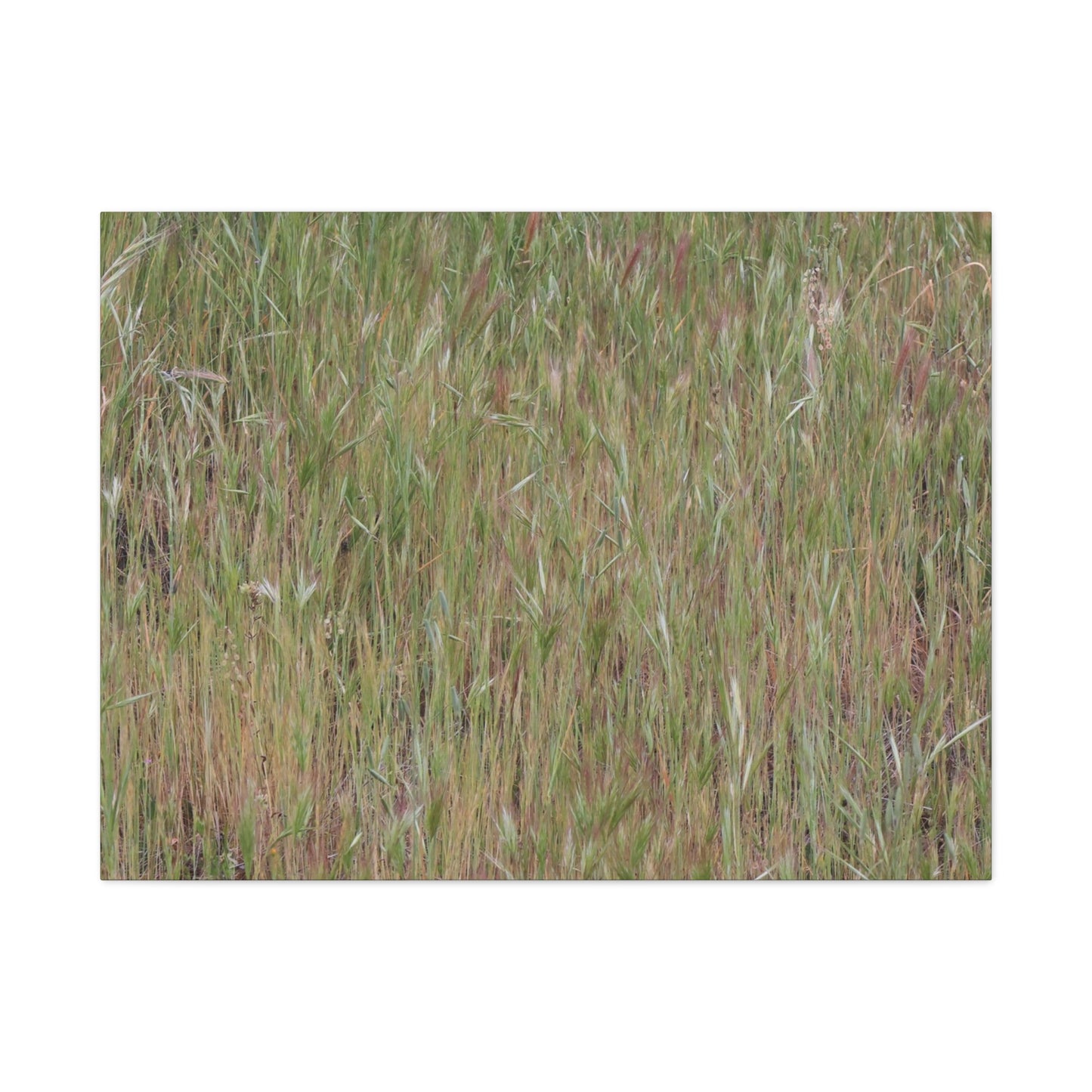 Whispers of the Prairie - Unique Frameless Canvas Wall Art
