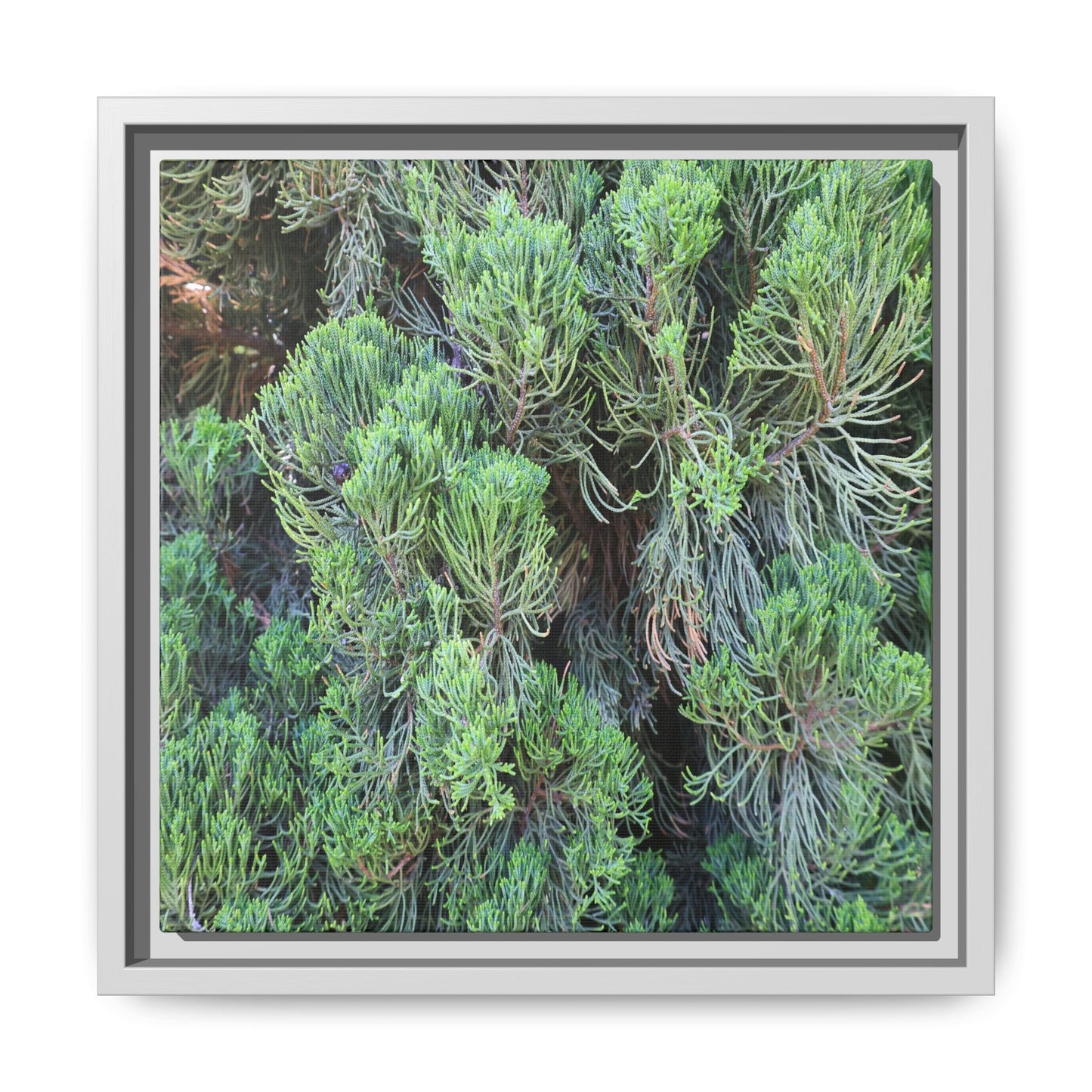 Verdant Whispers - Unique Stretched Canvas Wall Art
