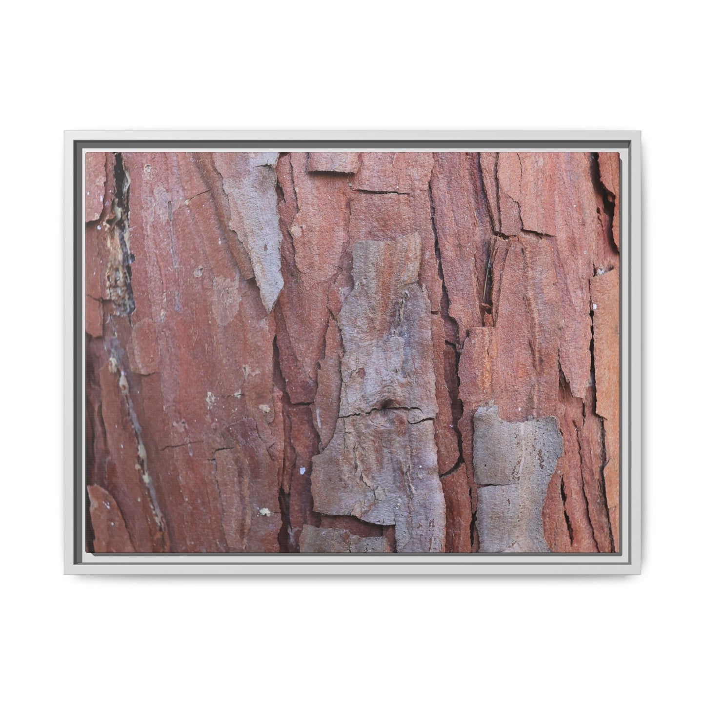 Peeling Bark - Unique Stretched Canvas Wall Art