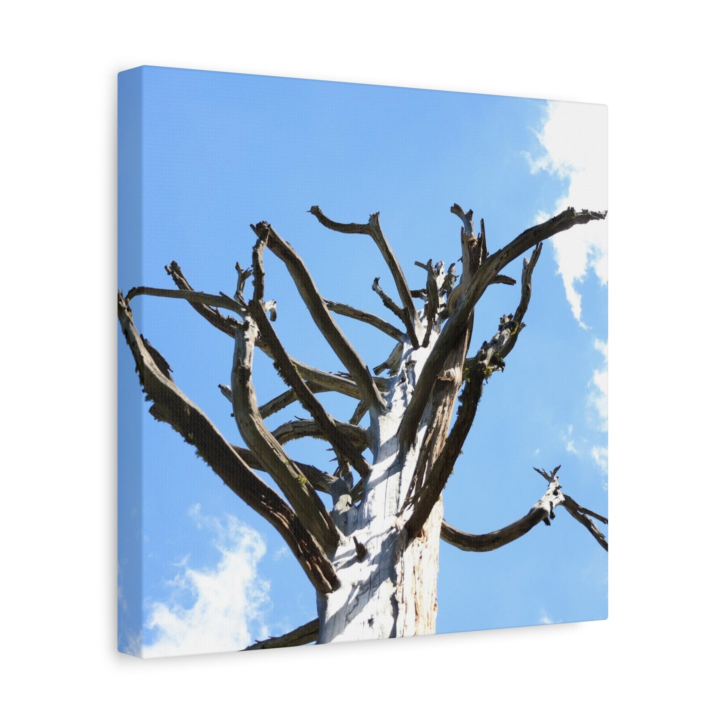 Skeletal Branches Reaching - Unique Frameless Canvas Wall Art