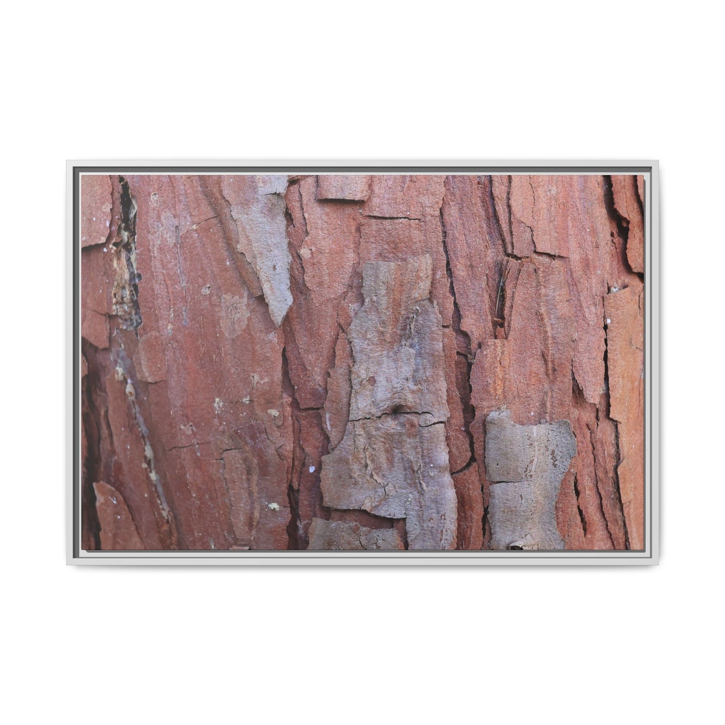 Peeling Bark - Unique Stretched Canvas Wall Art
