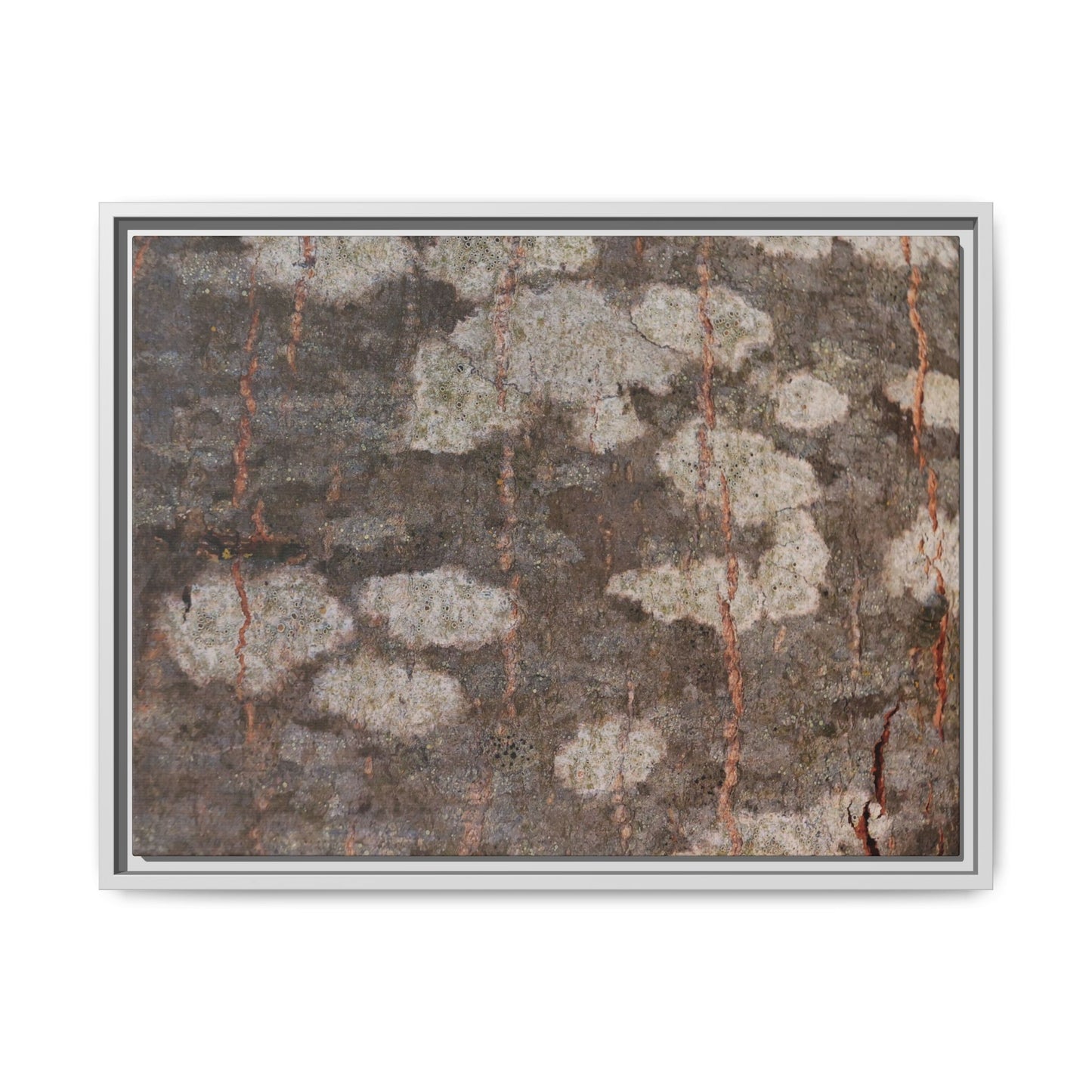 Lichen's Legacy - Unique Stretched Canvas Wall Art