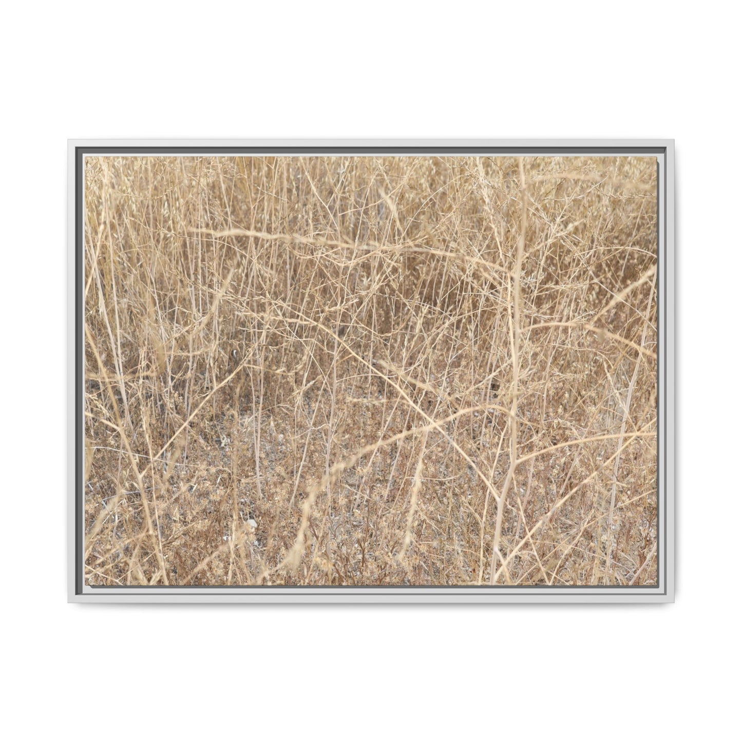 Golden Stalks - Unique Stretched Canvas Wall Art