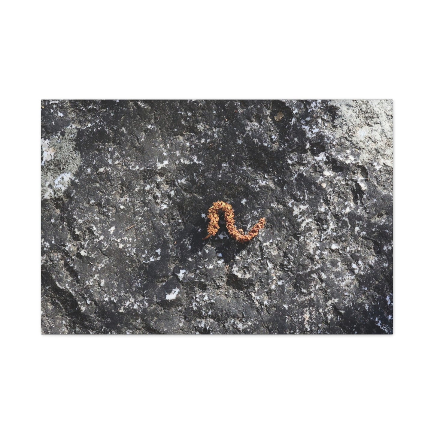 Earthen Serpent - Unique Frameless Canvas Wall Art