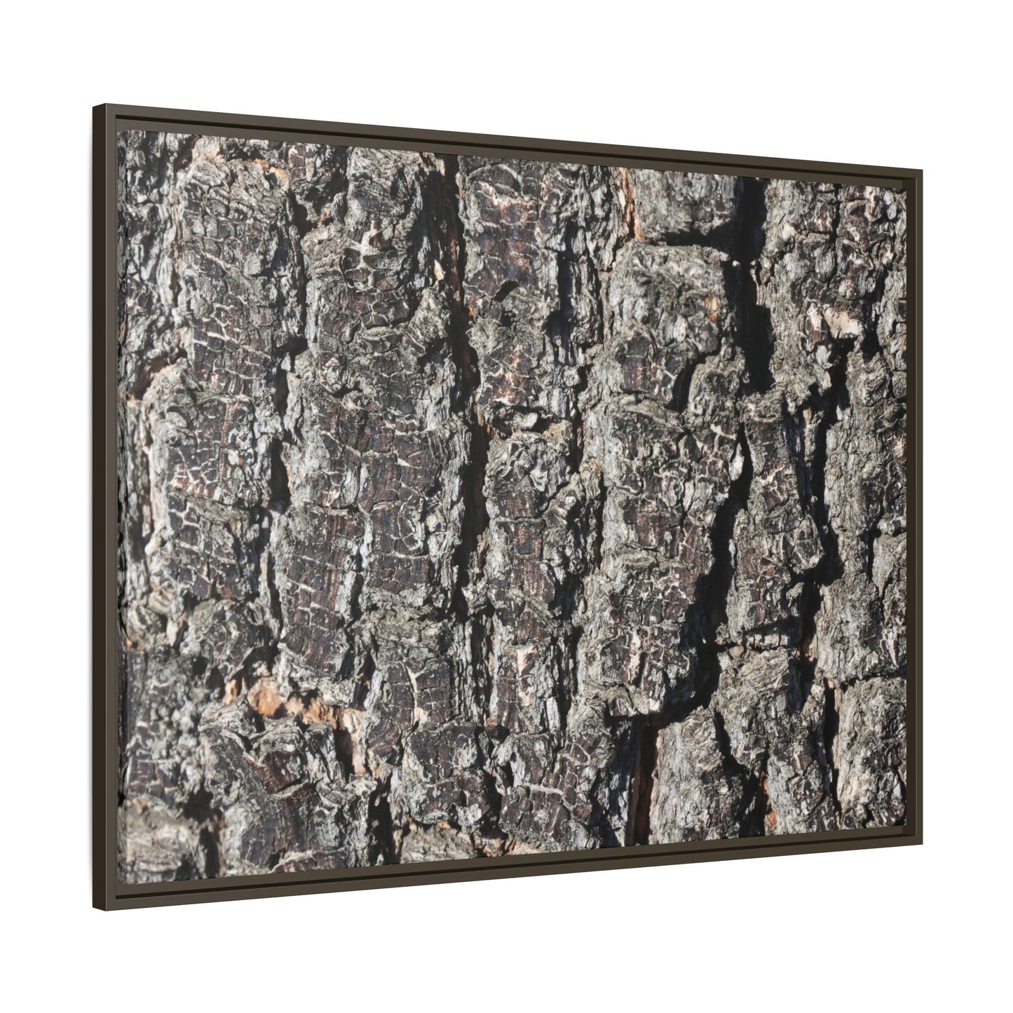 Bark Study in Gray - Unique Stretched Canvas Wall Art