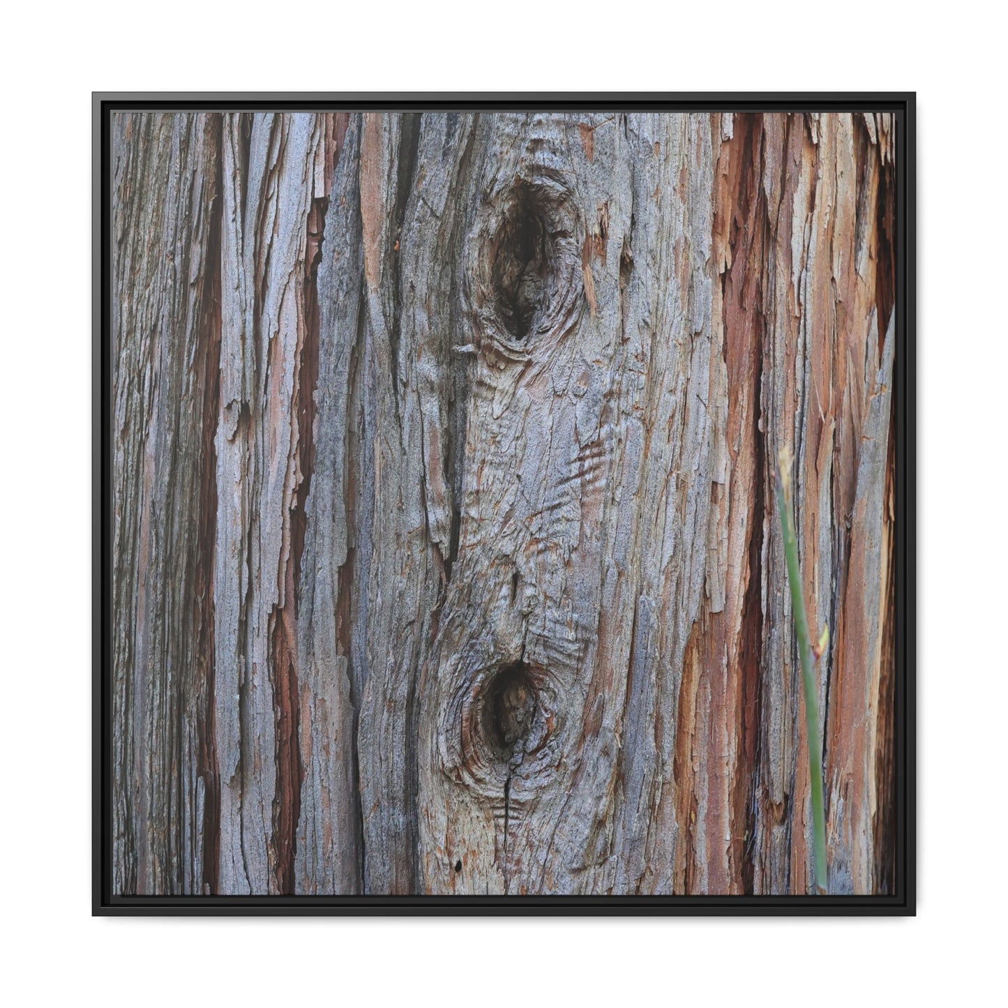 Knotty Nature - Unique Stretched Canvas Wall Art