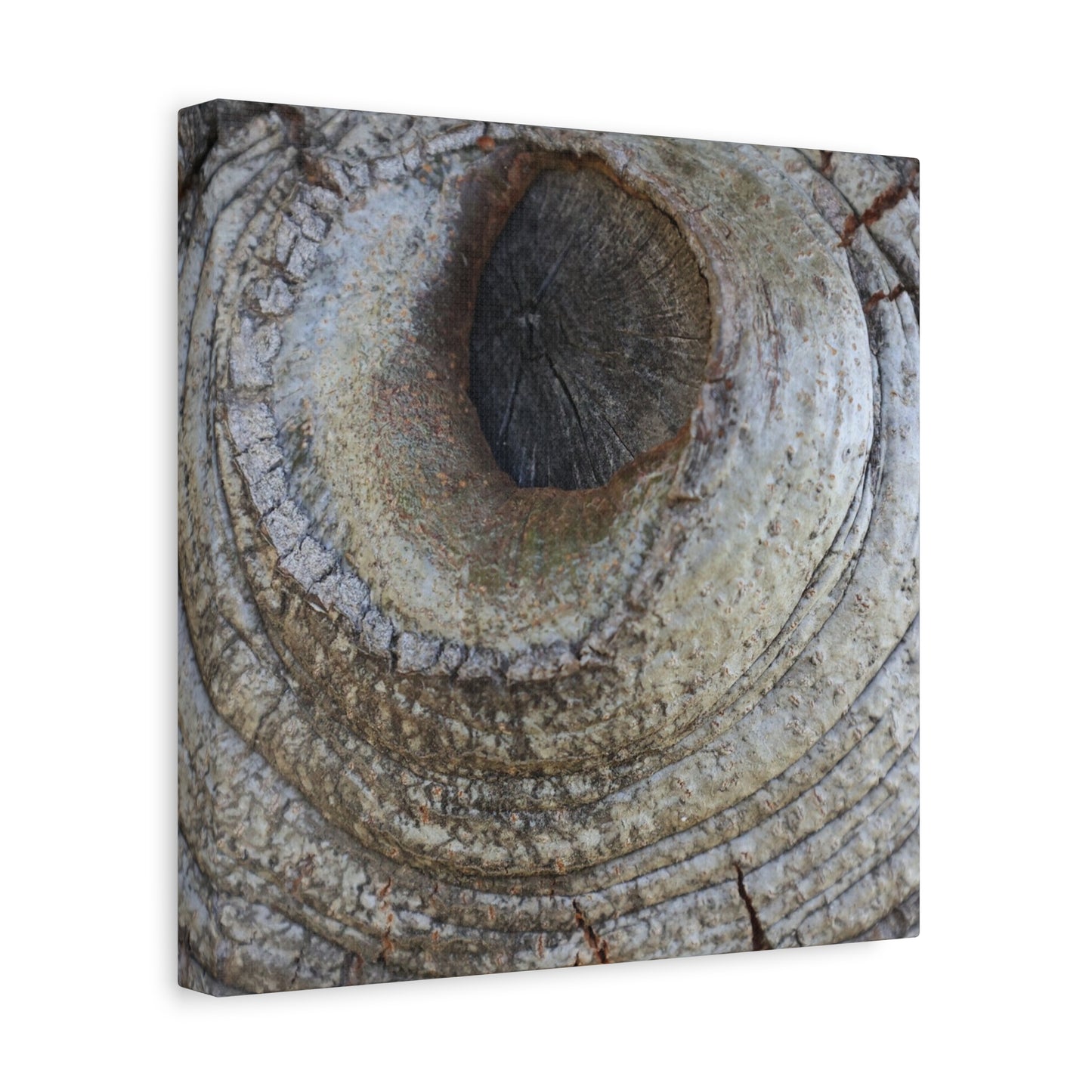 Bark's Eye - Unique Frameless Canvas Wall Art