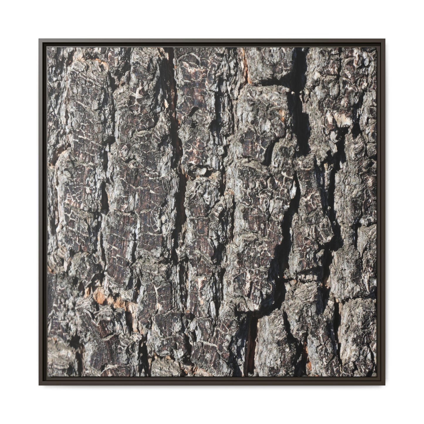 Bark Study in Gray - Unique Stretched Canvas Wall Art