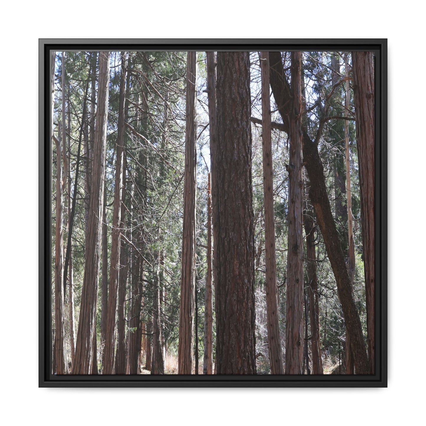 Forest Cathedral - Unique Stretched Canvas Wall Art