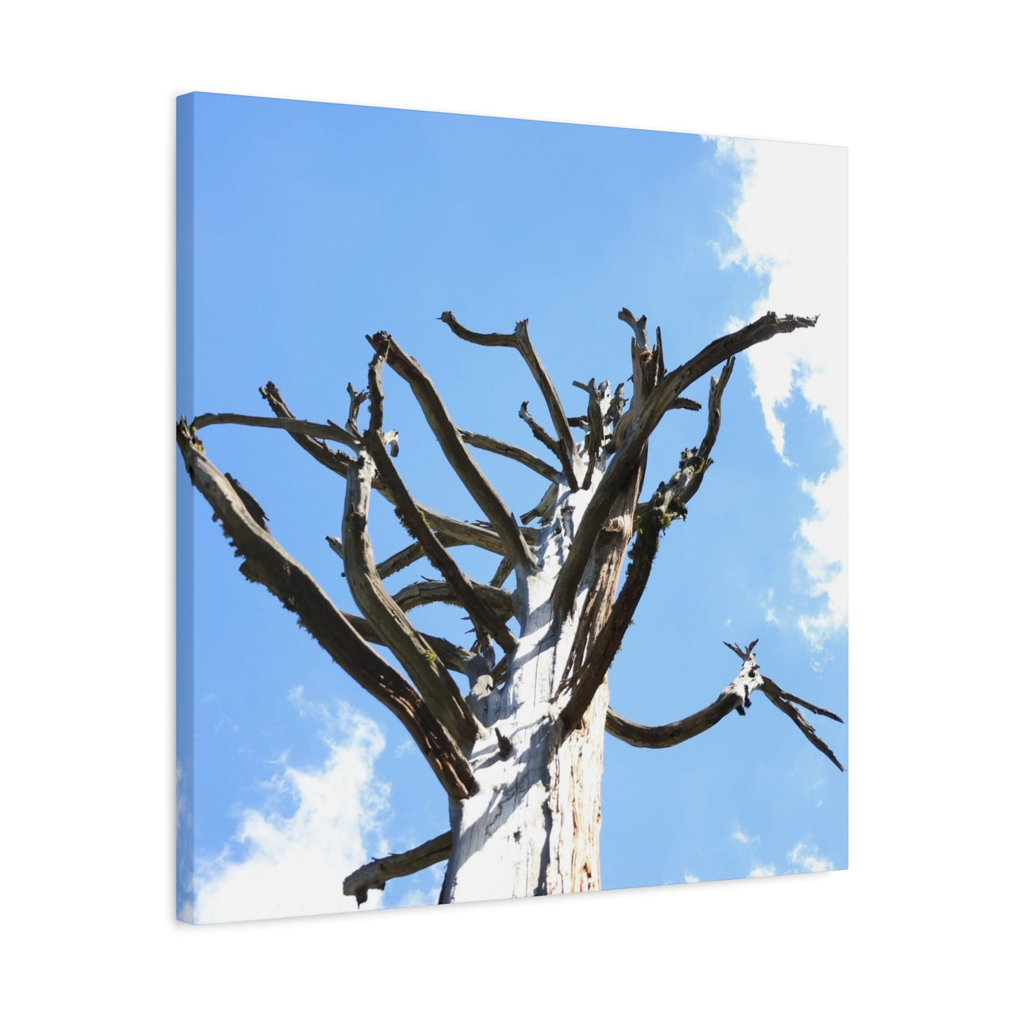 Skeletal Branches Reaching - Unique Frameless Canvas Wall Art
