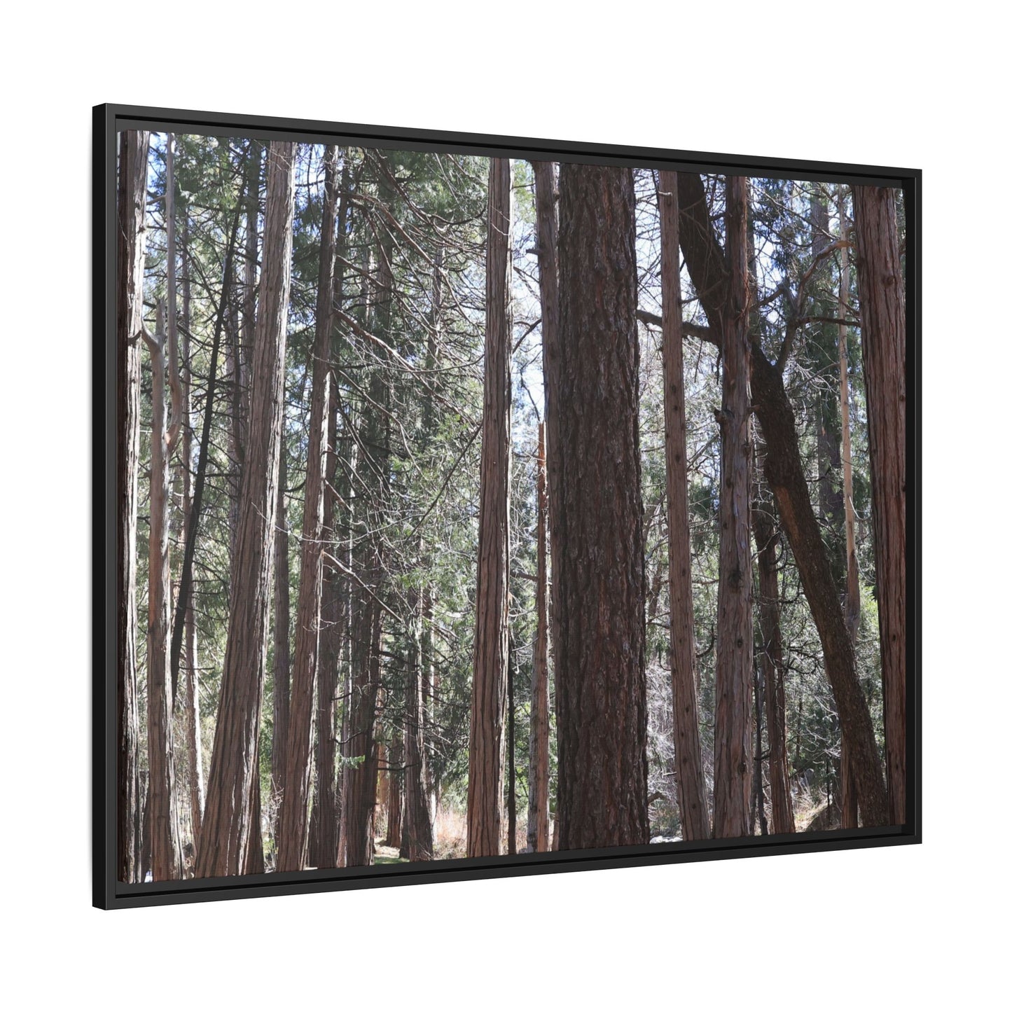 Forest Cathedral - Unique Stretched Canvas Wall Art