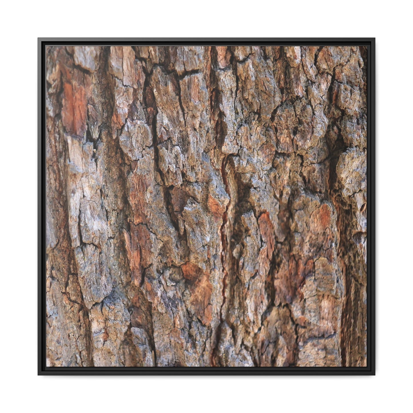 Tree's Timeworn Tale - Unique Stretched Canvas Wall Art
