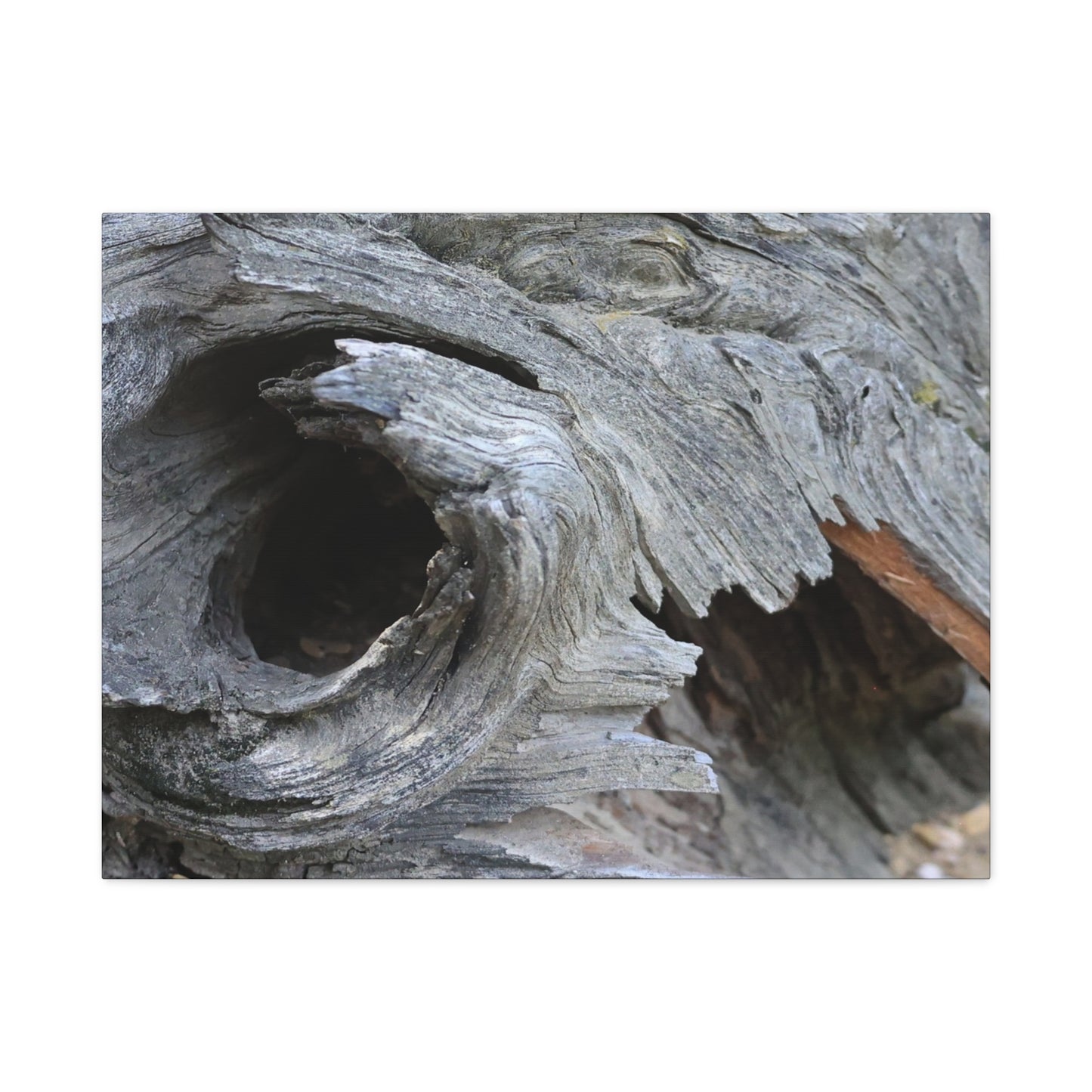 Twisted Whispers of the Forest Floor - Unique Frameless Canvas Wall Art