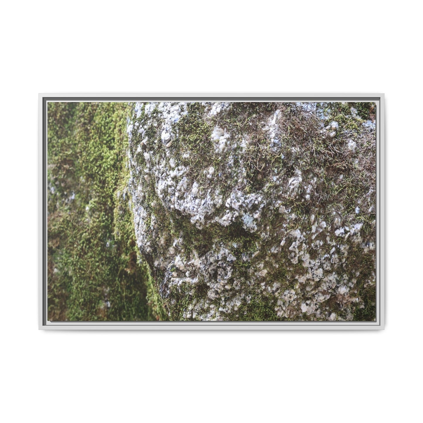 Lichen Landscape - Unique Stretched Canvas Wall Art