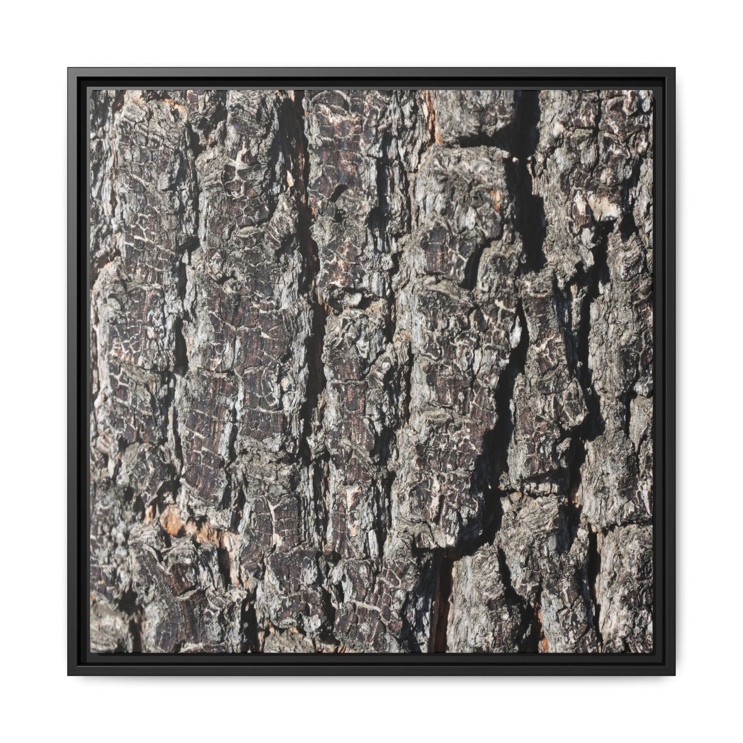 Bark Study in Gray - Unique Stretched Canvas Wall Art