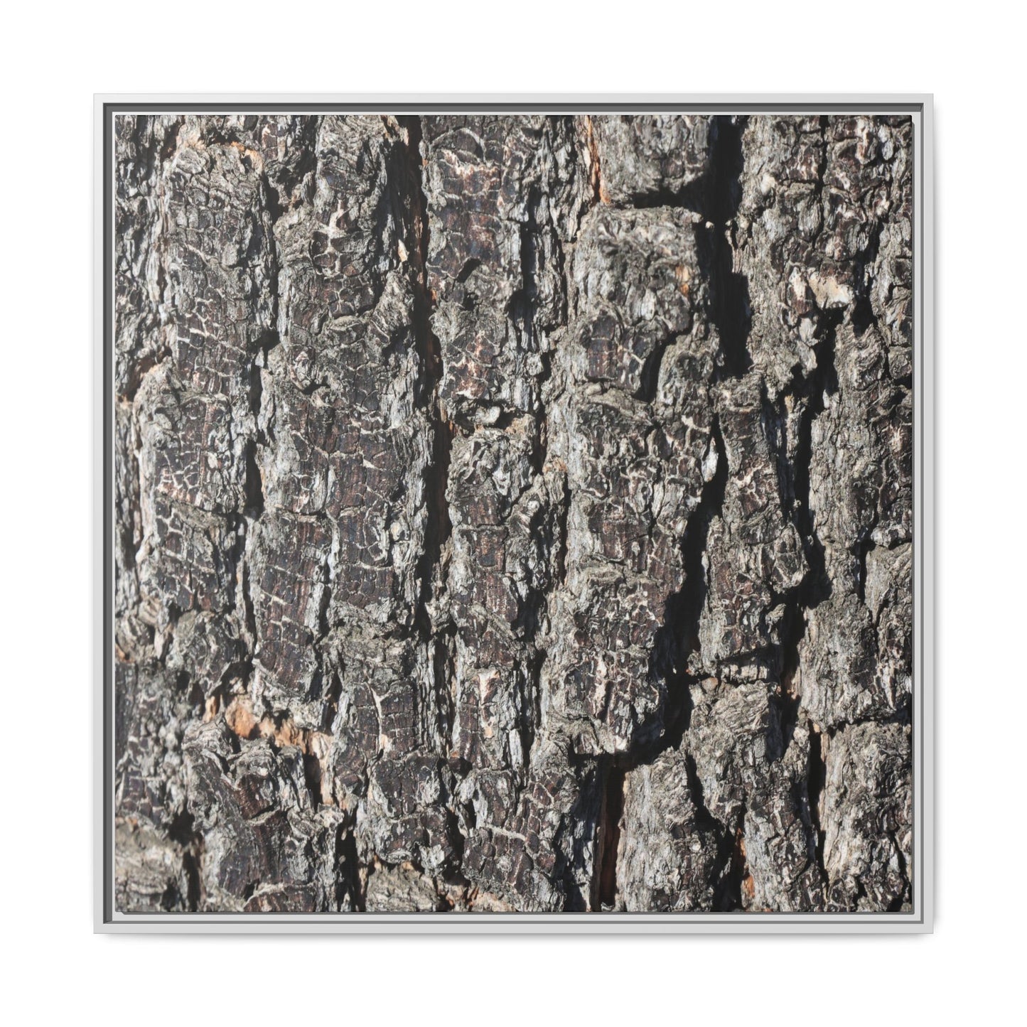 Bark Study in Gray - Unique Stretched Canvas Wall Art