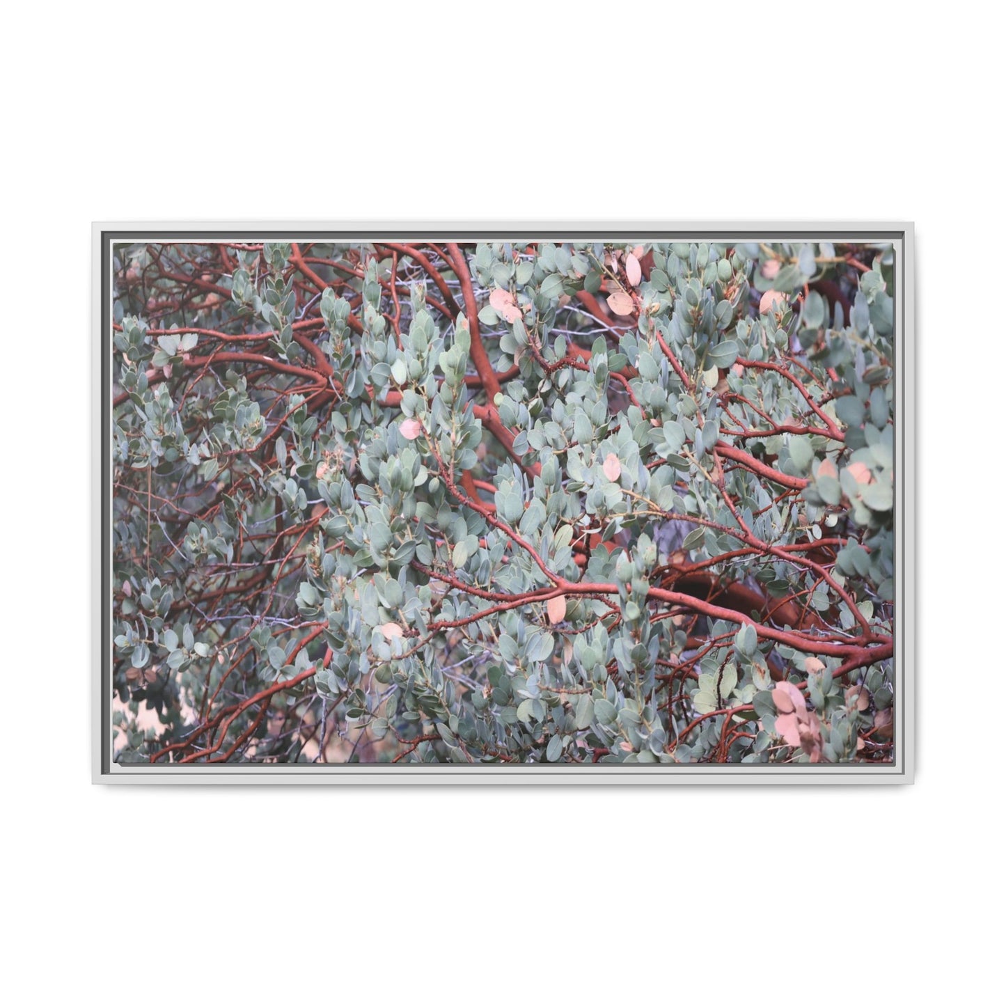 Whispers of Sage - Unique Stretched Canvas Wall Art