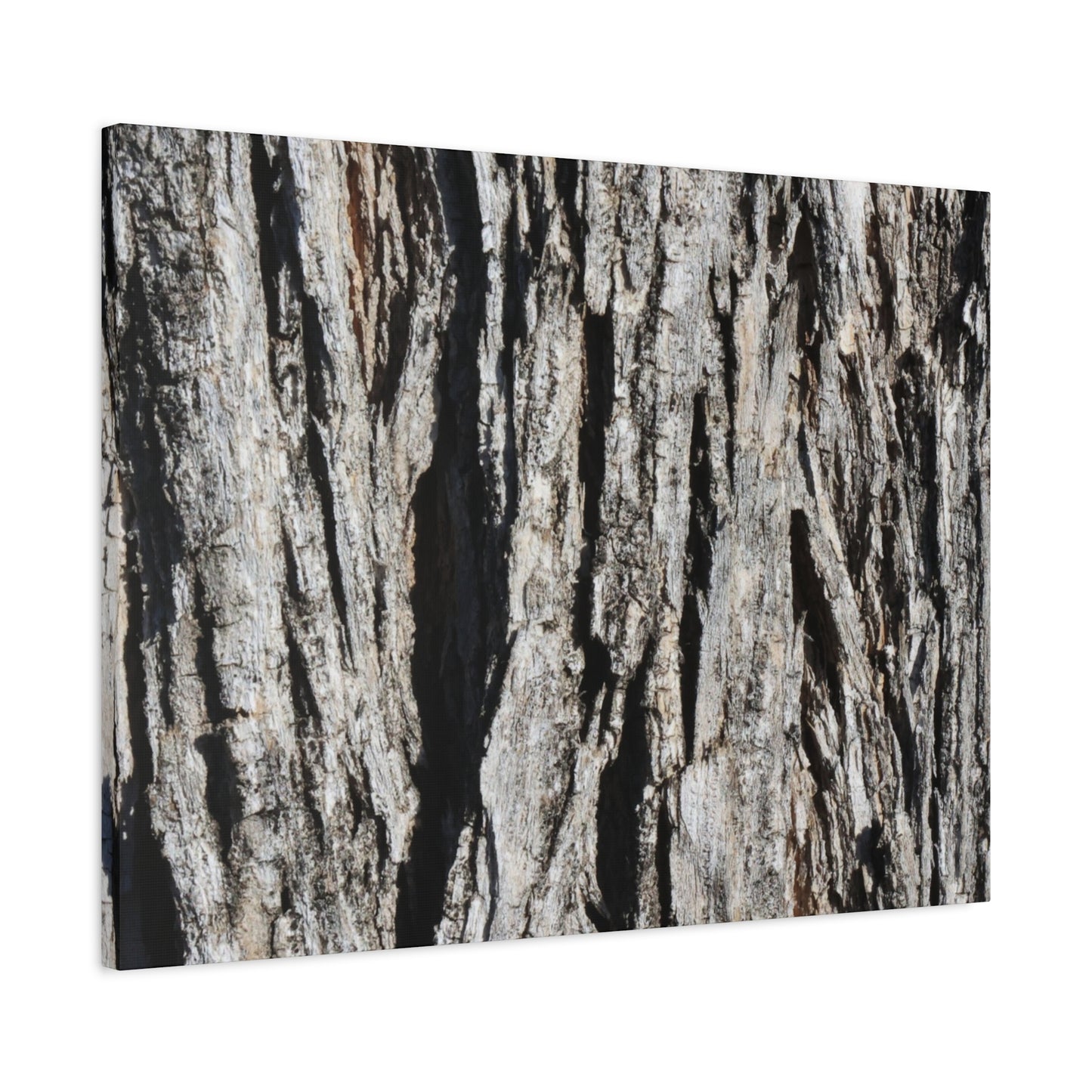 Bark Textures in Monochrome - Unique Frameless Canvas Wall Art