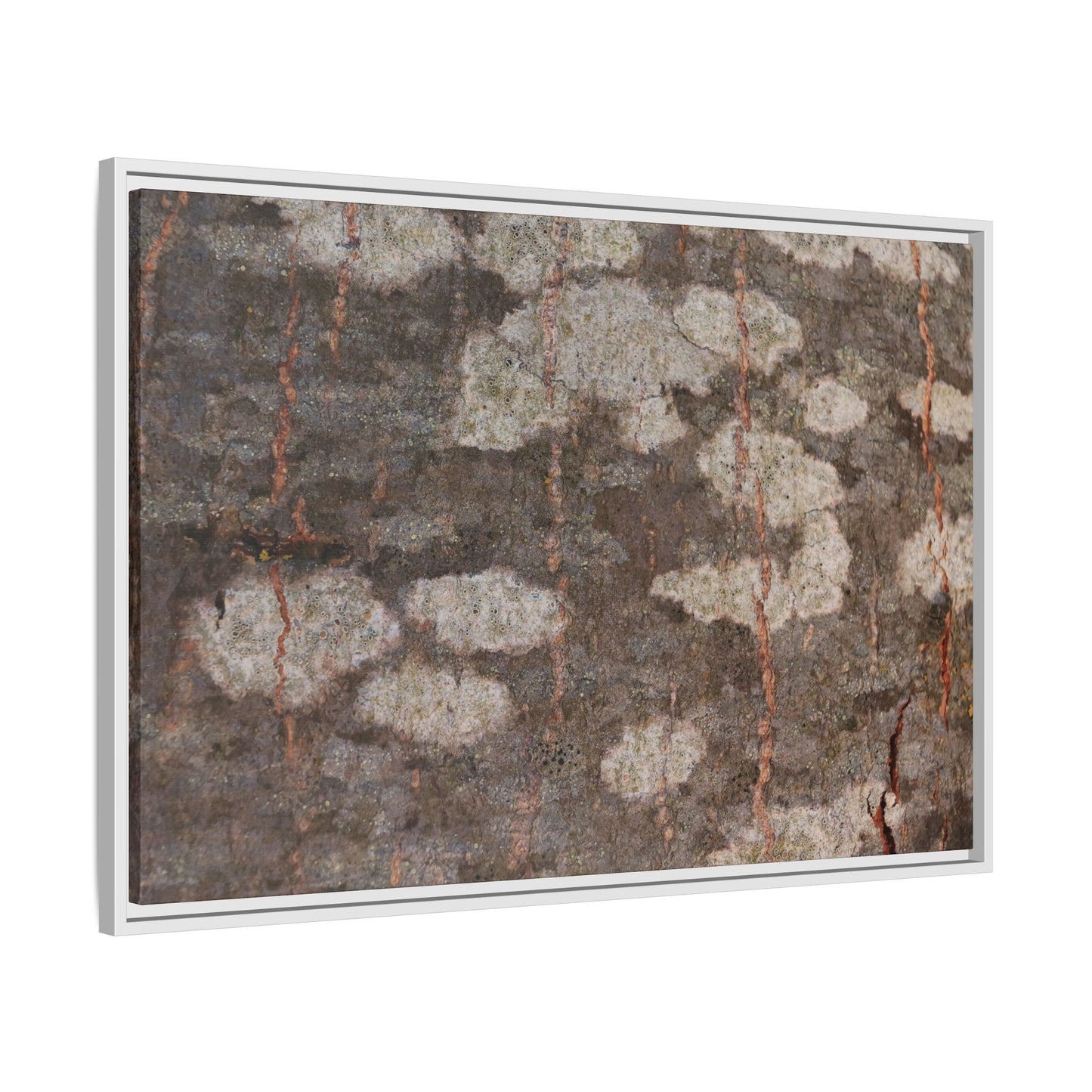 Lichen's Legacy - Unique Stretched Canvas Wall Art