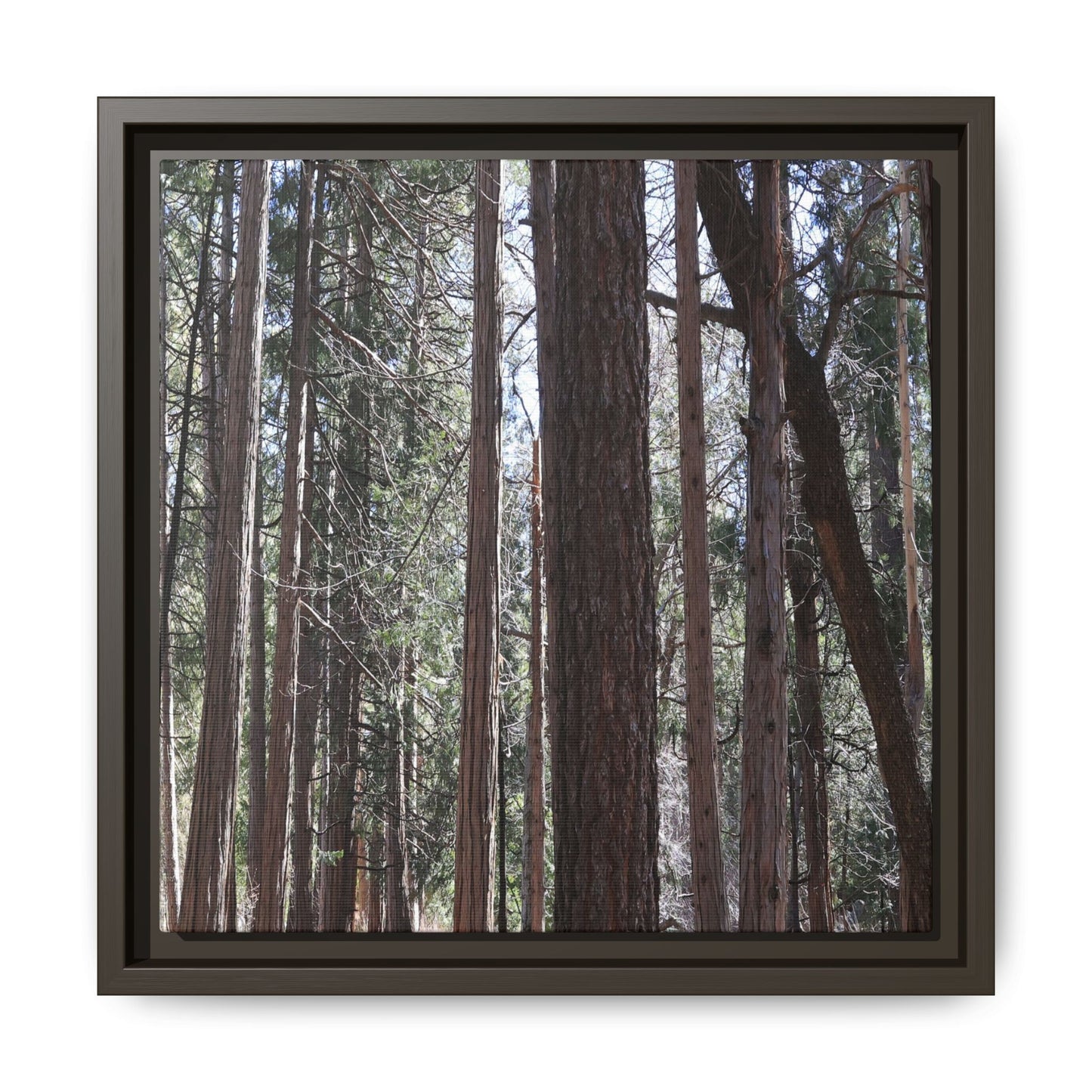 Forest Cathedral - Unique Stretched Canvas Wall Art