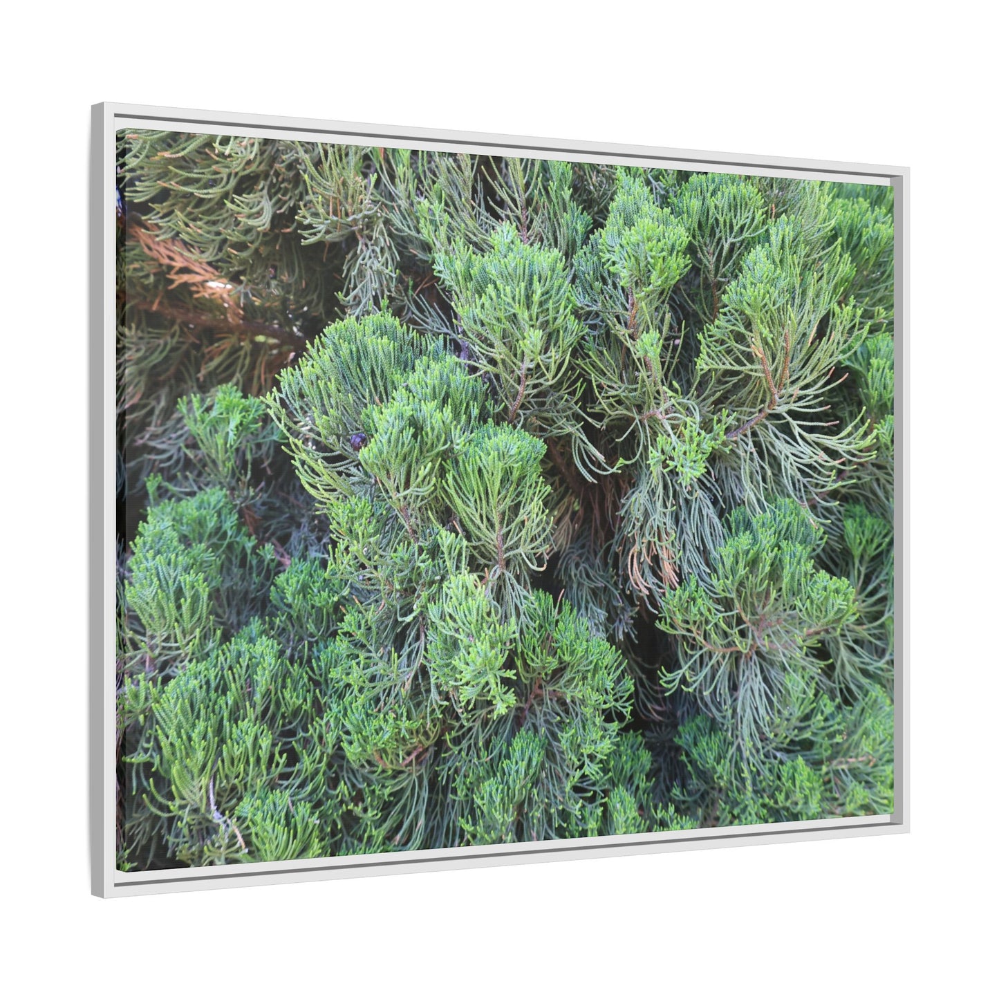 Verdant Whispers - Unique Stretched Canvas Wall Art