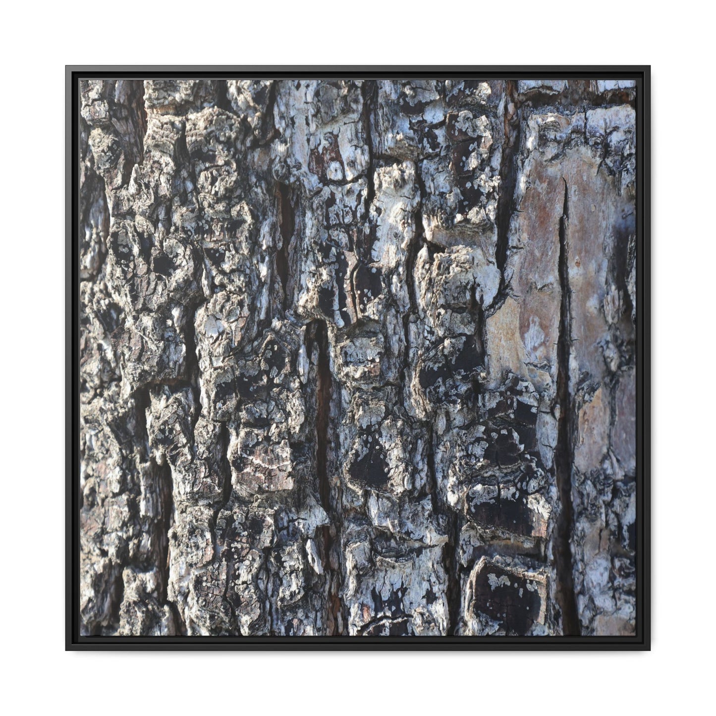 The Bark Chronicles - Unique Stretched Canvas Wall Art