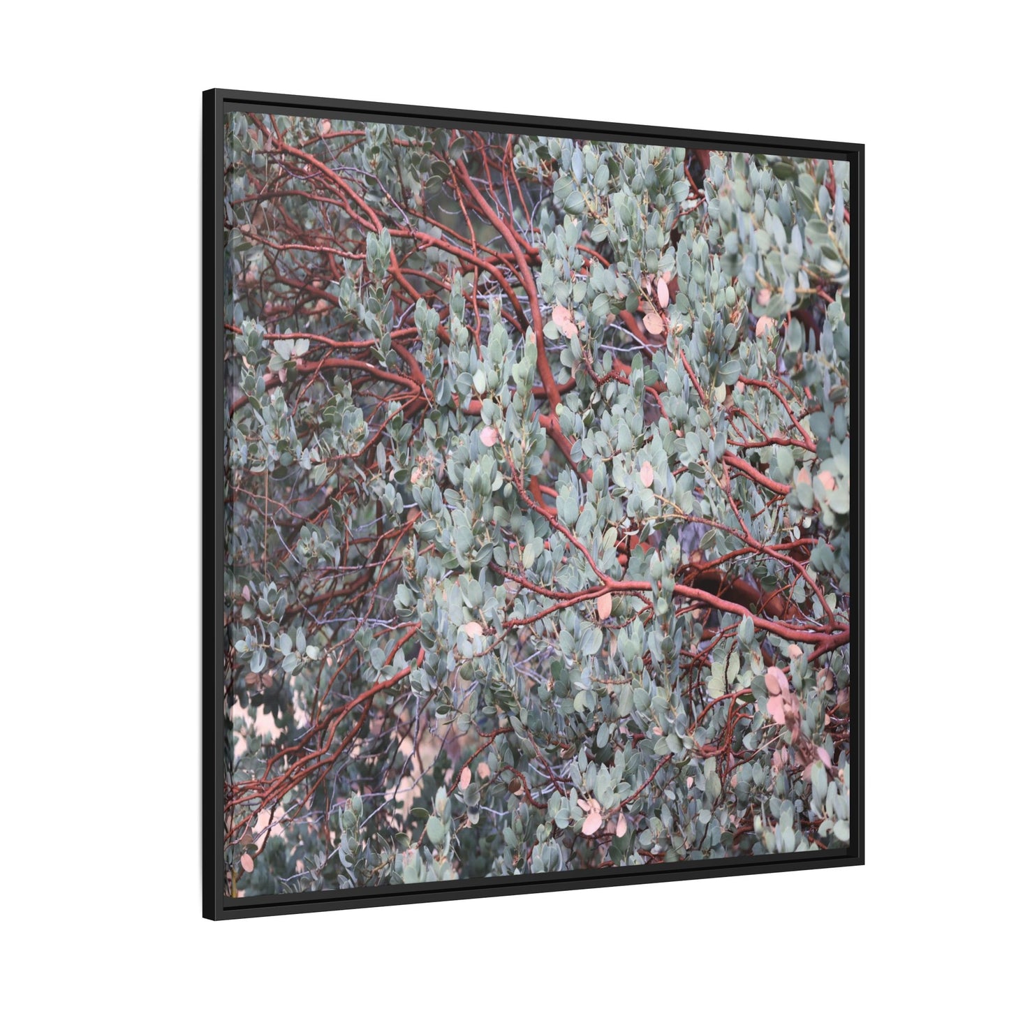 Whispers of Sage - Unique Stretched Canvas Wall Art
