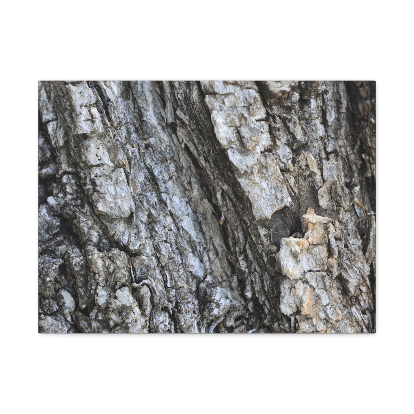 Nature's Rough Embrace - Unique Frameless Canvas Wall Art