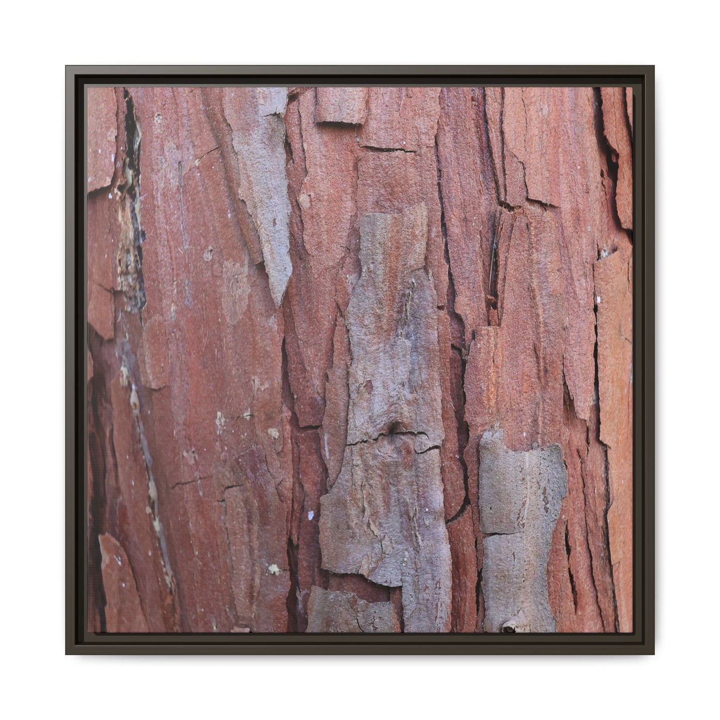 Peeling Bark - Unique Stretched Canvas Wall Art